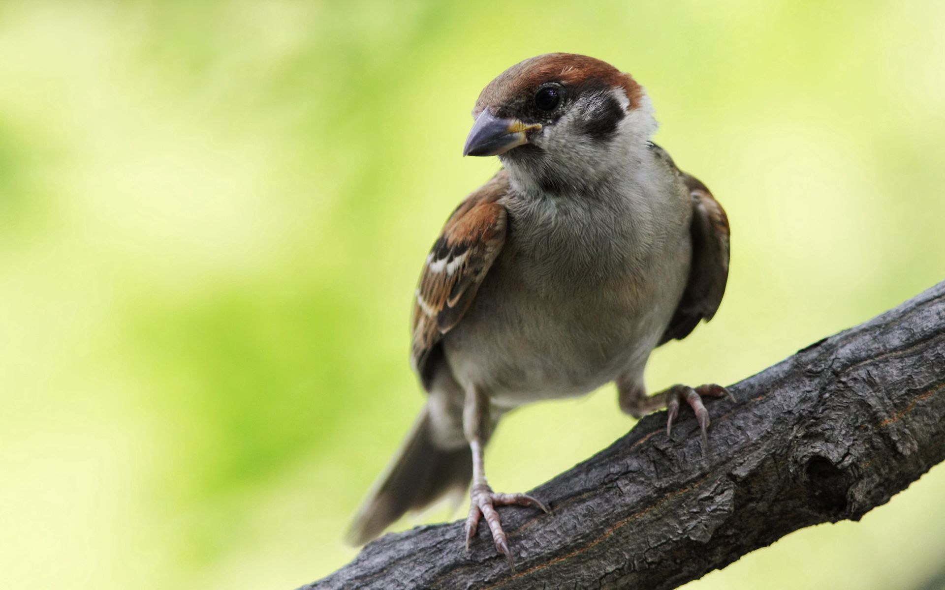 Download mobile wallpaper Sit, Branch, Animals, Bird, Sparrow for free.