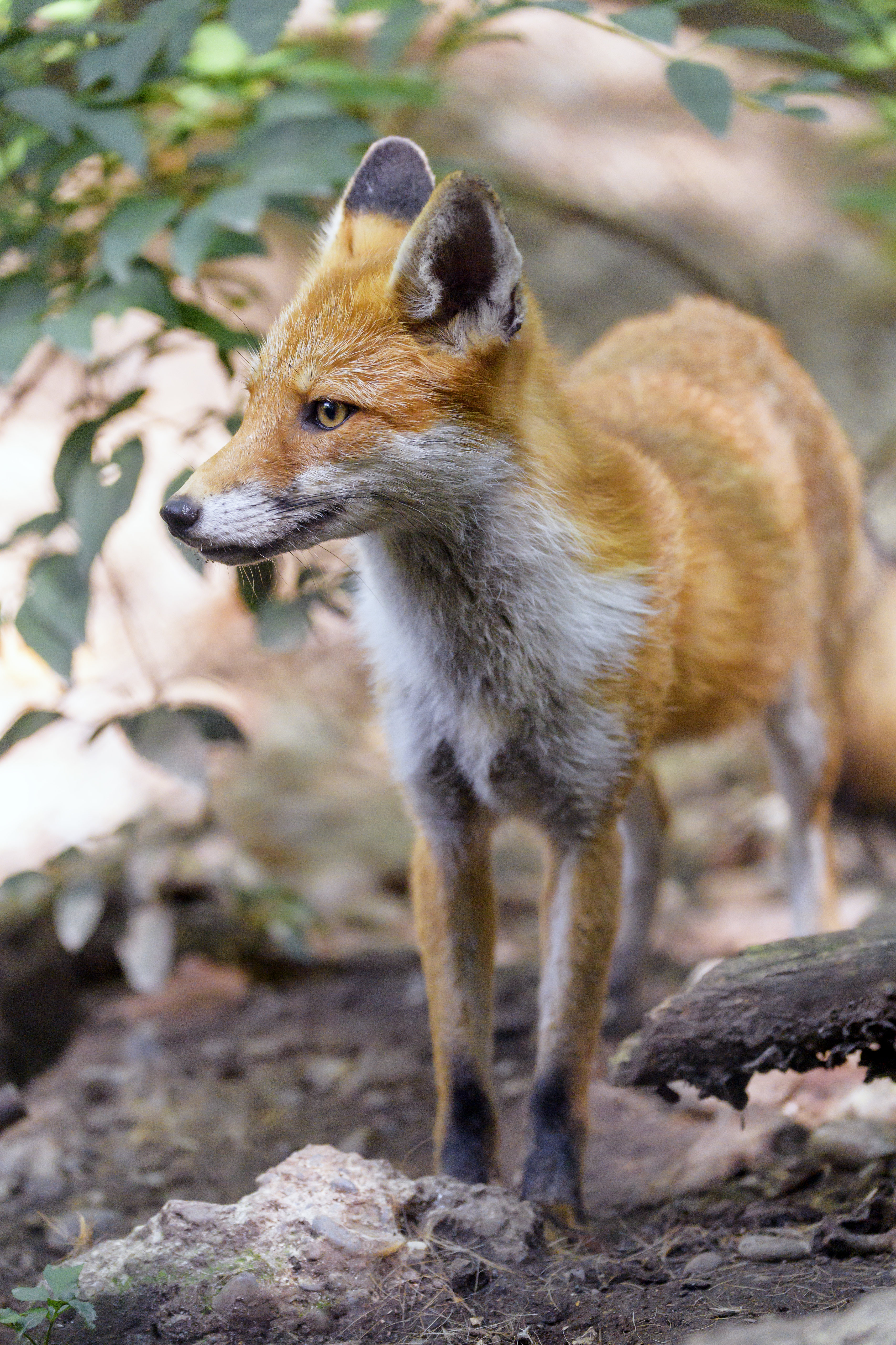 Laden Sie das Ein Fuchs, Profil, Schnauze, Fuchs, Predator, Tiere, Raubtier-Bild kostenlos auf Ihren PC-Desktop herunter