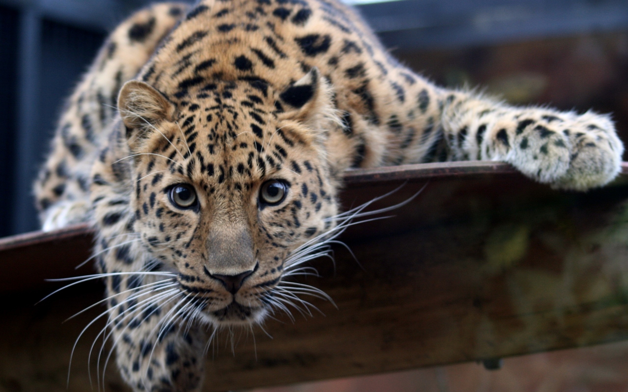 43755 скачать обои леопарды, животные - заставки и картинки бесплатно
