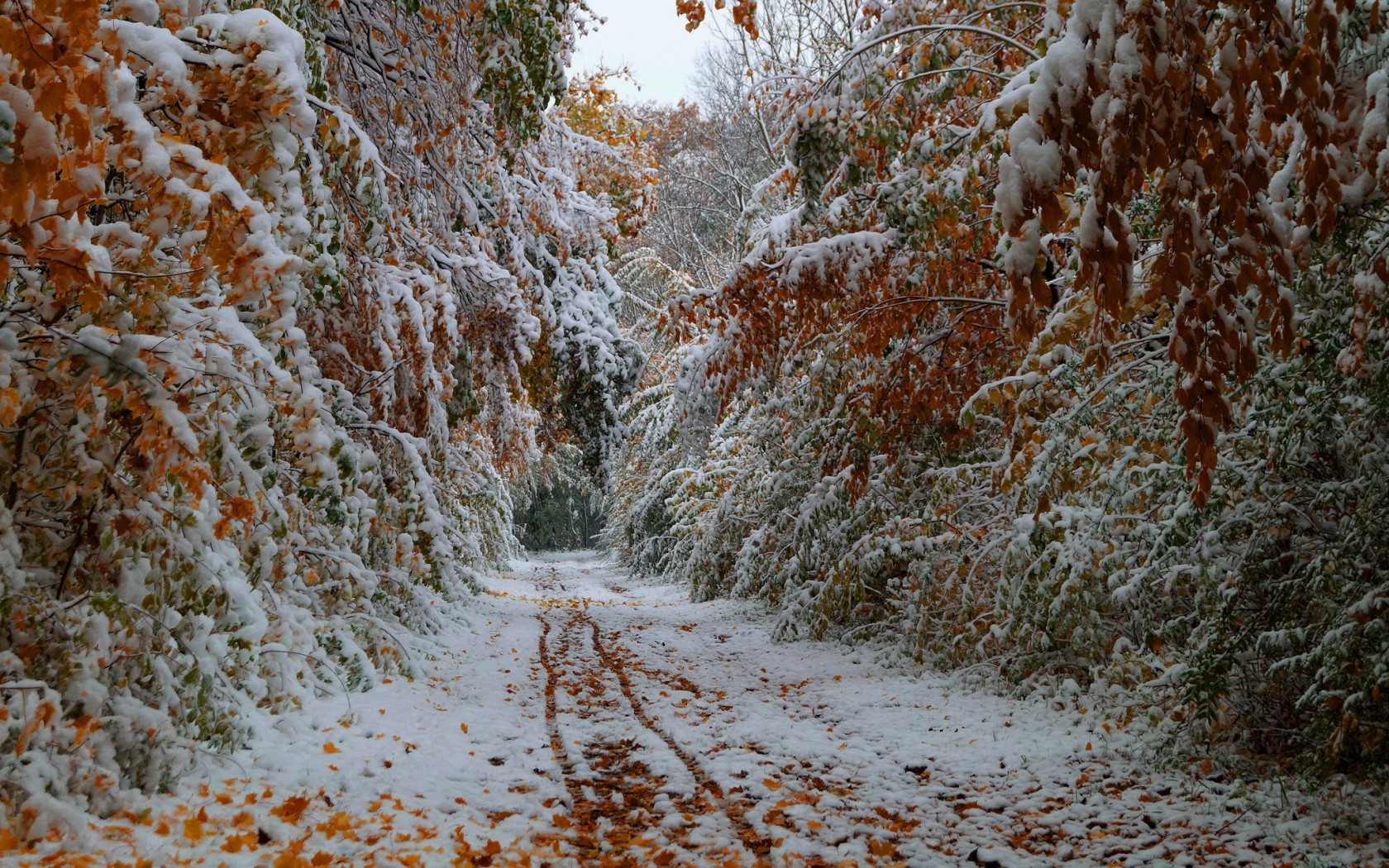 免费下载景观, 树, 道路, 秋, 雪手机壁纸。