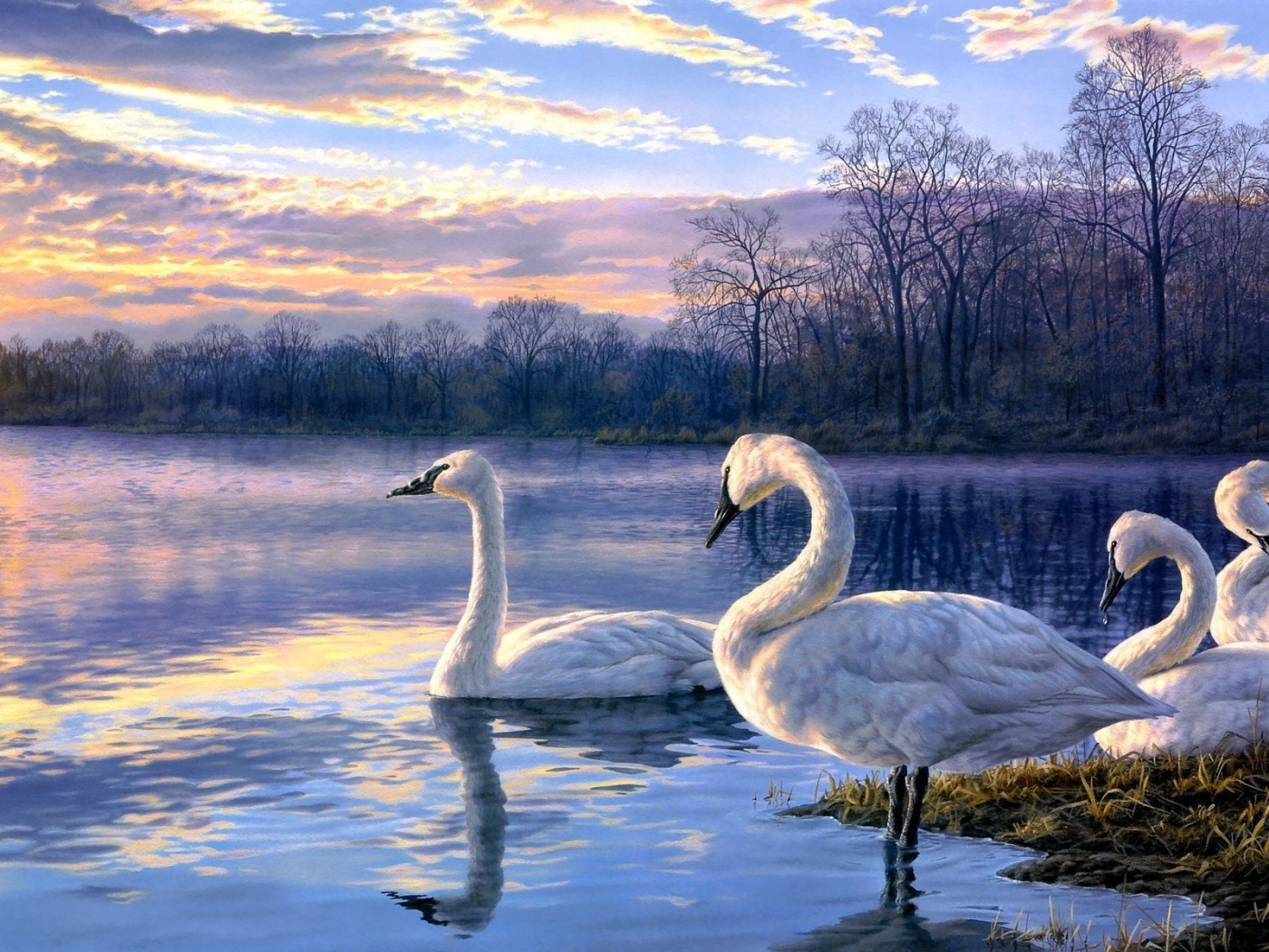 207 Moonlight Swan Images, Stock Photos & Vectors | Shutterstock