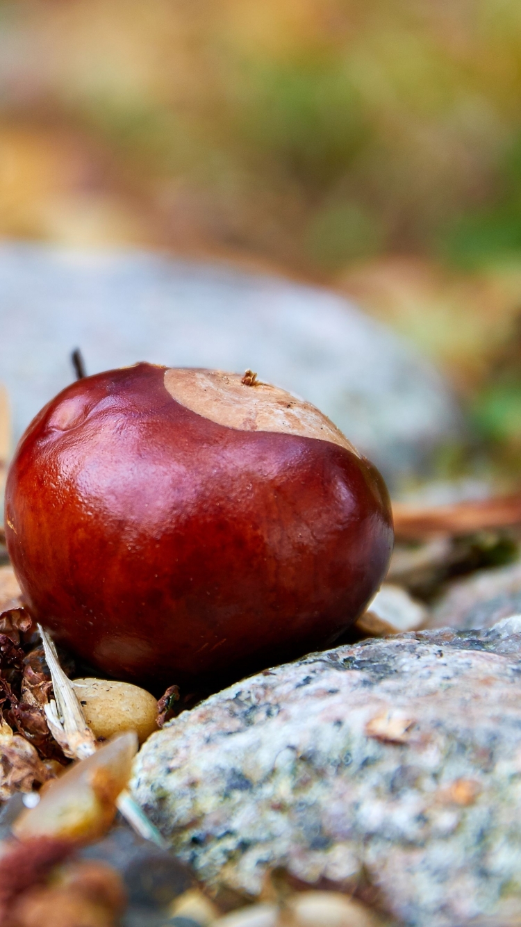 Fresh Chestnuts On A Tree Background, Chestnut Tree Chestnut Fruit, Hd  Photography Photo, Plant Background Image And Wallpaper for Free Download