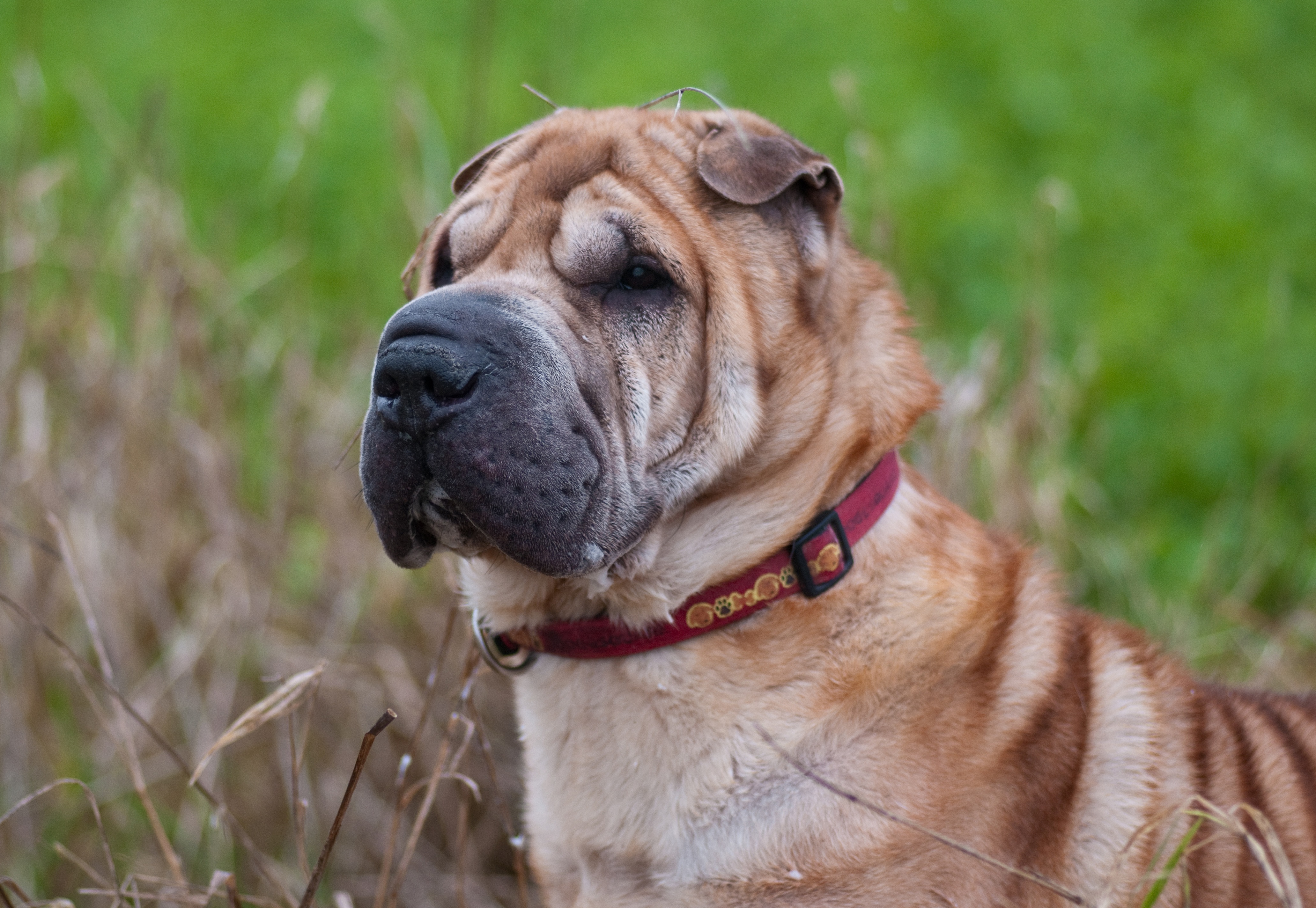 Download mobile wallpaper Collar, Shar Pei, Animals, Muzzle, Dog for free.