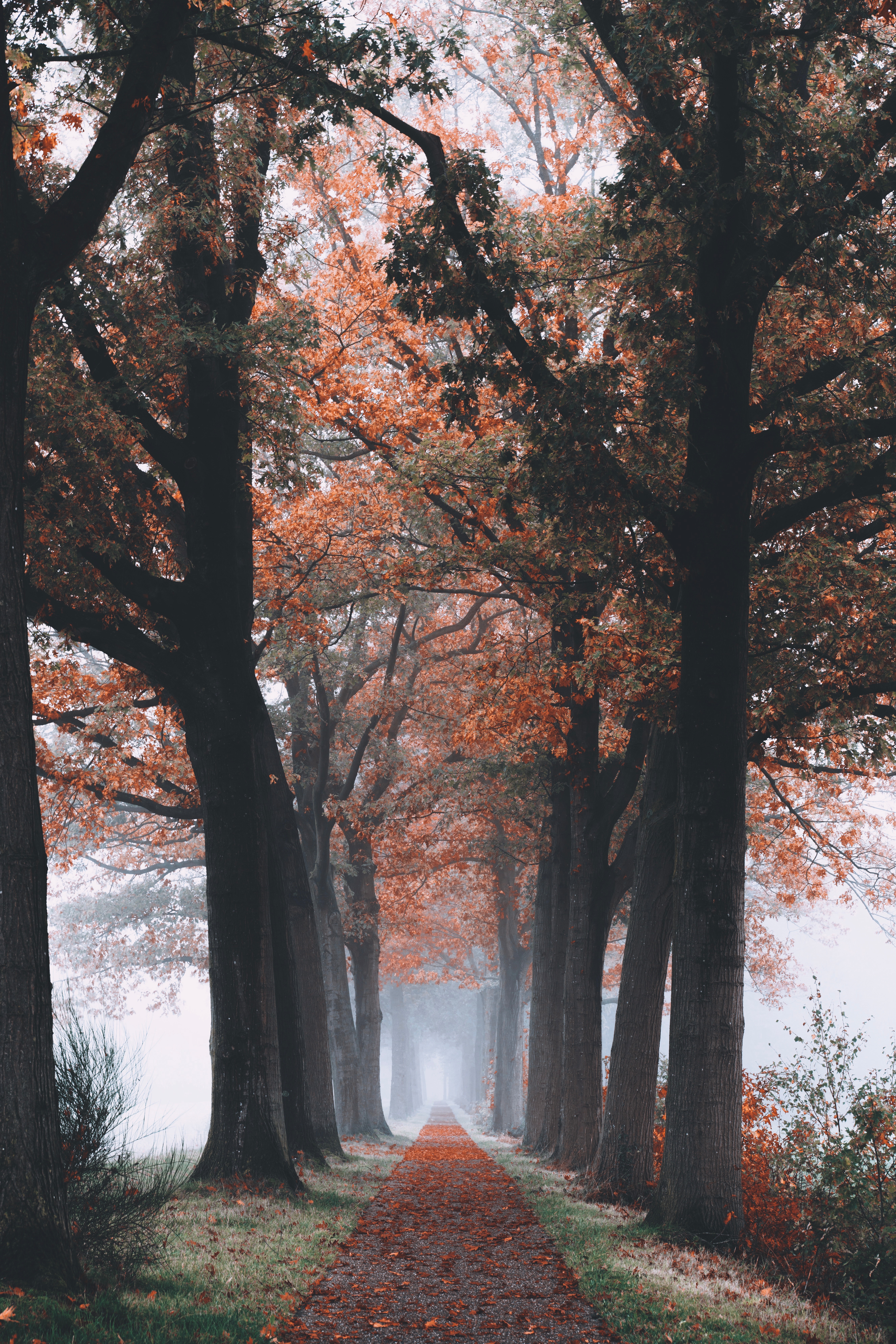 Laden Sie das Bäume, Pfad, Laub, Wald, Natur, Herbst-Bild kostenlos auf Ihren PC-Desktop herunter