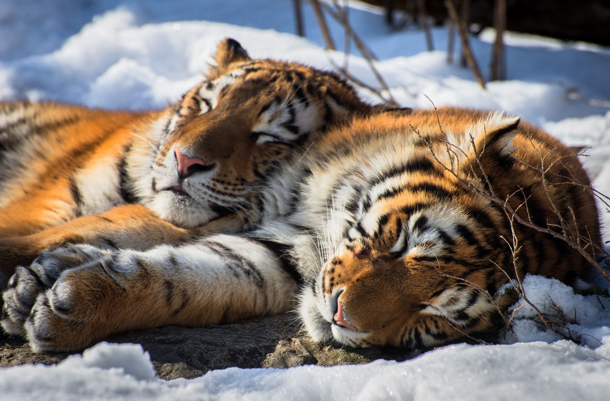 Амурский тигр зима с тигрятами