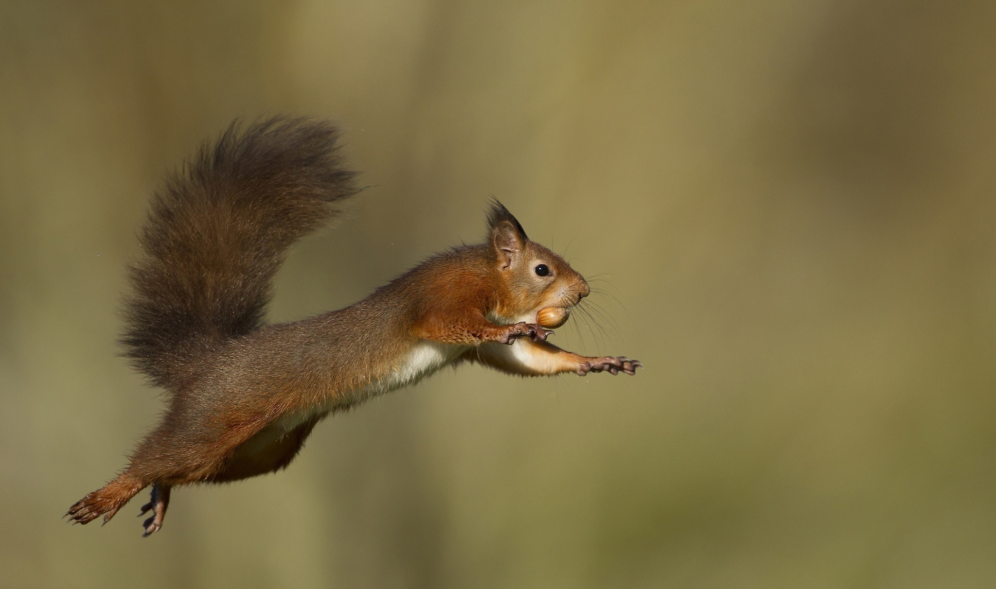 animal, squirrel, jump, rodent images