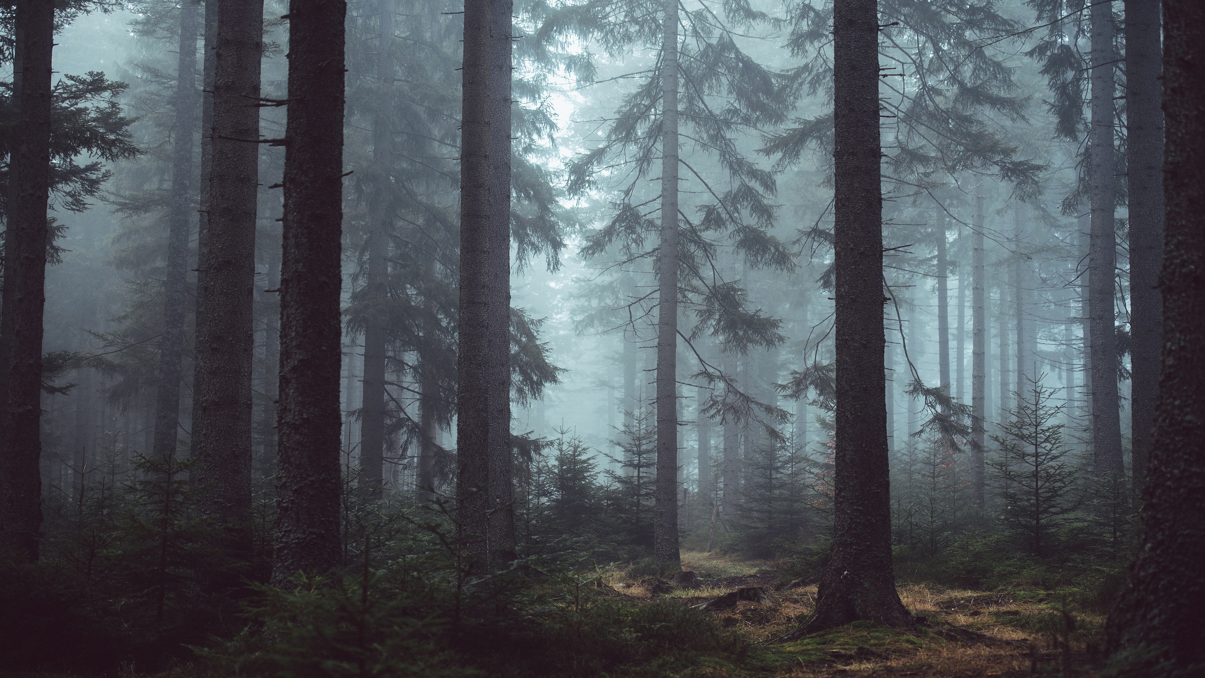 Обои лес в тумане