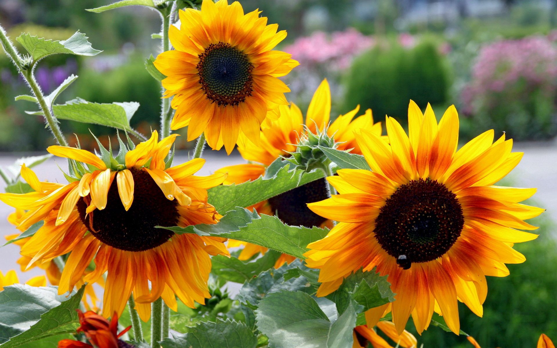 65405 Hintergrundbild herunterladen sonnenblumen, blumen, sommer, grüne, grünen, garten - Bildschirmschoner und Bilder kostenlos