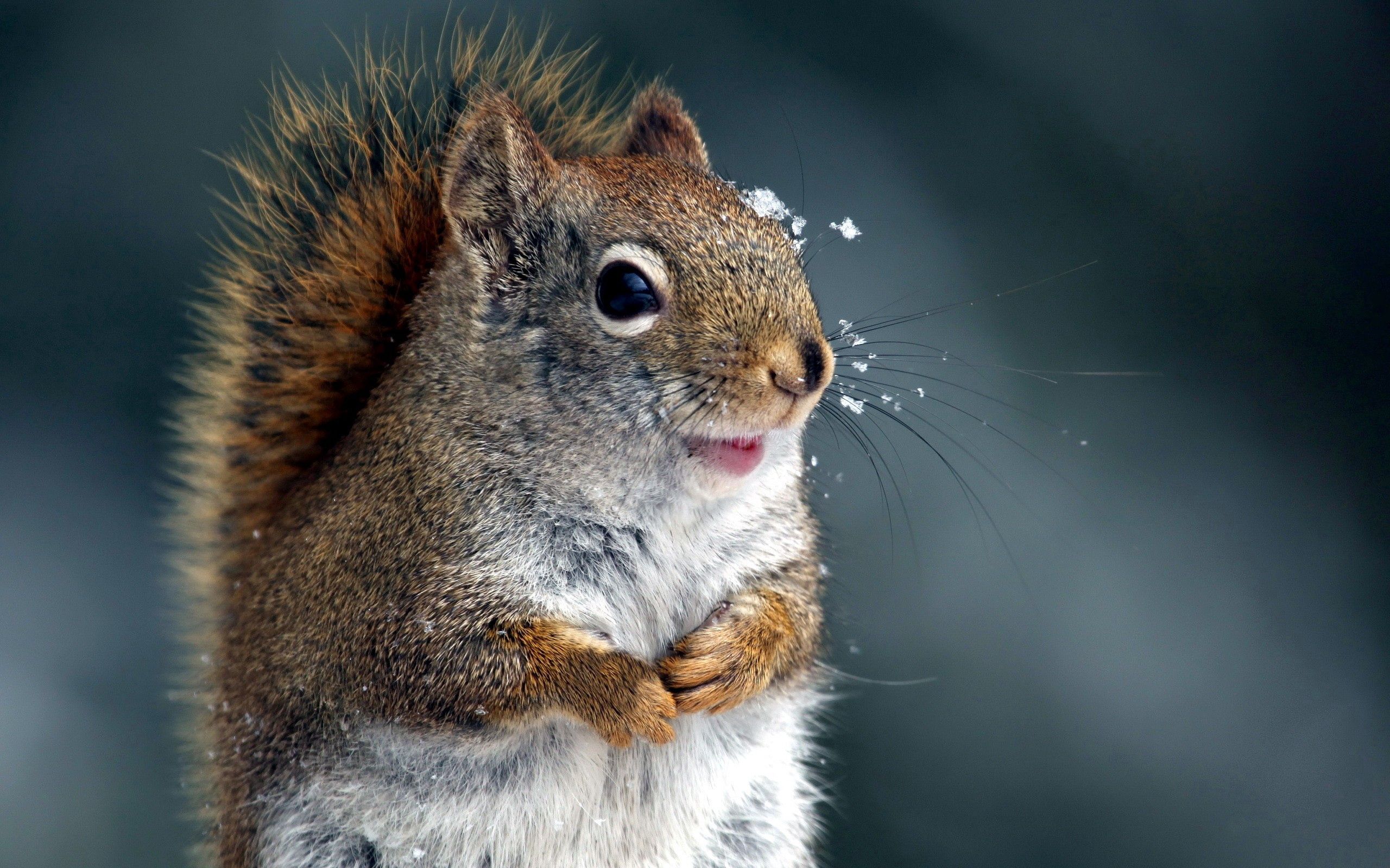 97961 Hintergrundbild herunterladen eichhörnchen, tiere, schnee, schnauze, schwanz - Bildschirmschoner und Bilder kostenlos