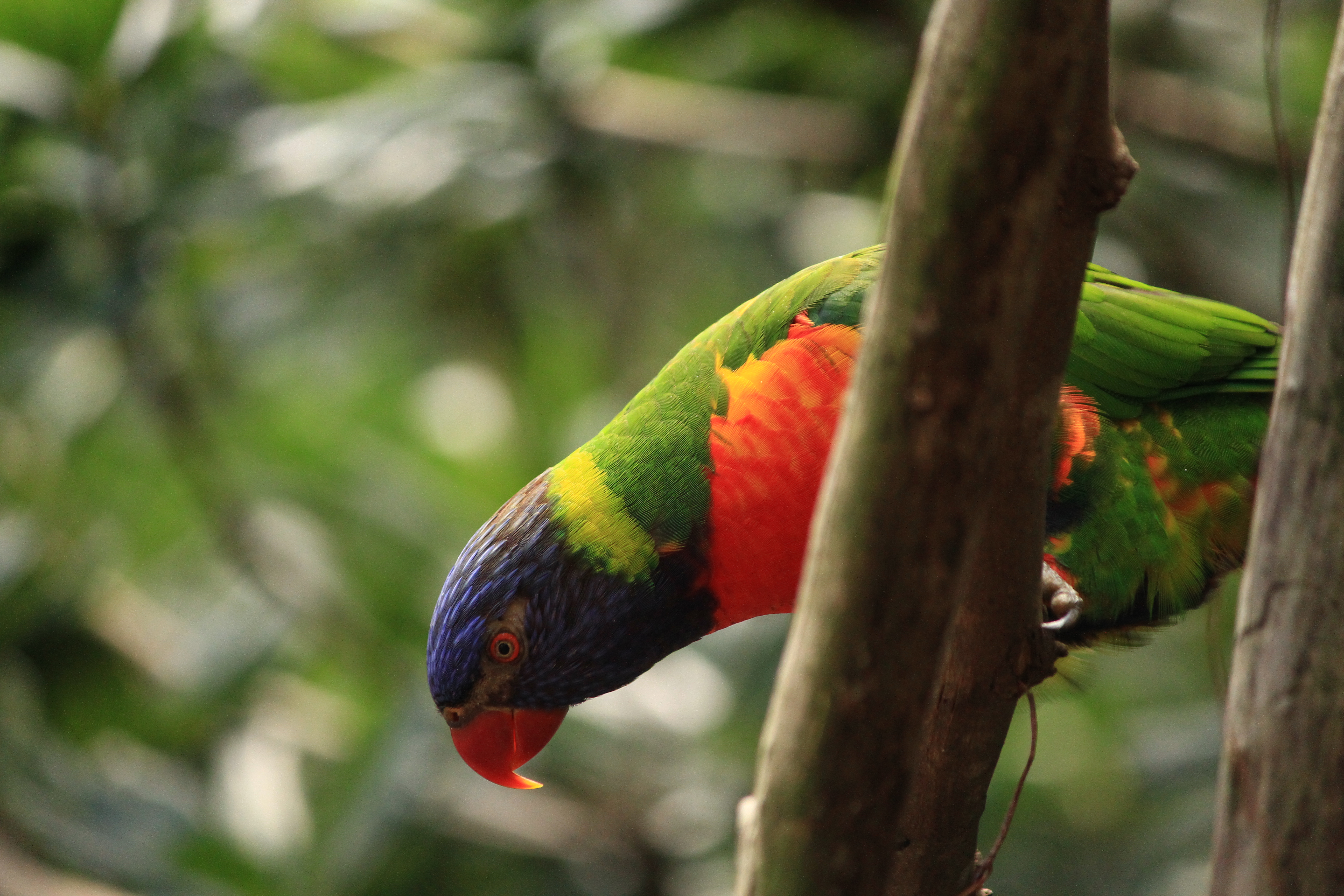 animal, rainbow lorikeet, bird, bokeh, parrot, trunk, birds