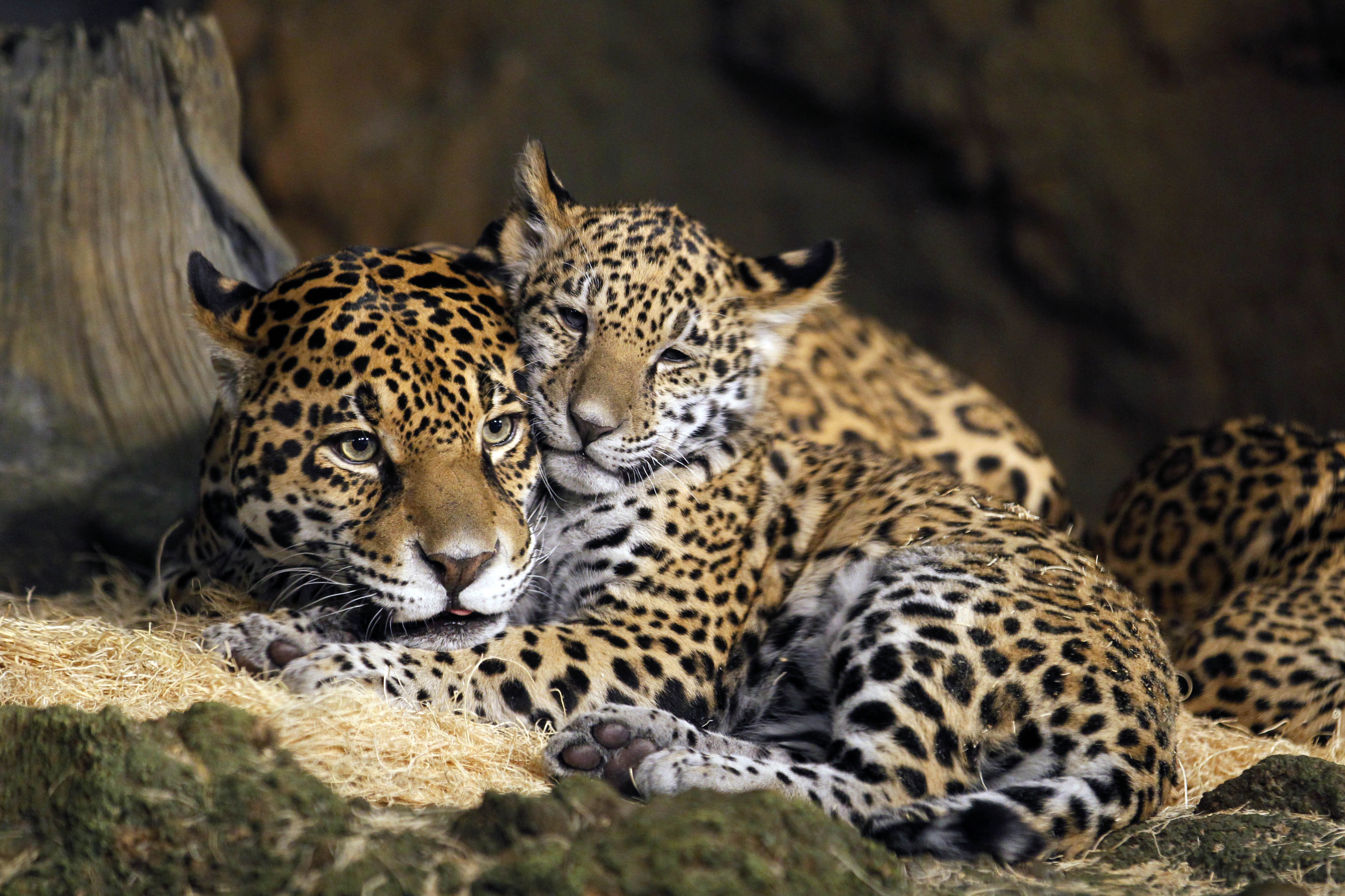 414306 Hintergrundbild herunterladen tiere, leopard, tierbaby, jungtier, katzen - Bildschirmschoner und Bilder kostenlos