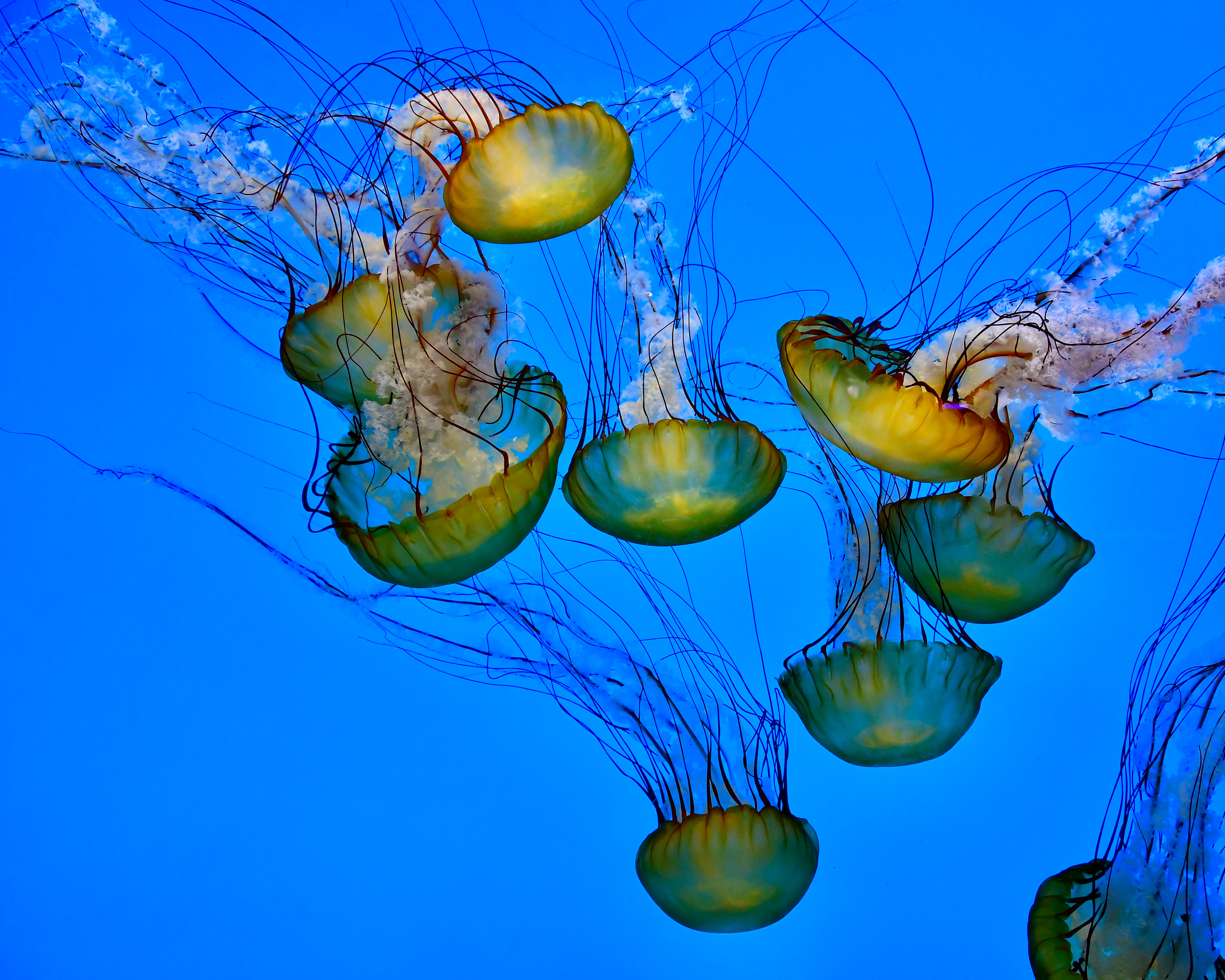 135008 Hintergrundbild herunterladen tiere, wasser, jellyfish, tentakel, unterwasser, klasse - Bildschirmschoner und Bilder kostenlos