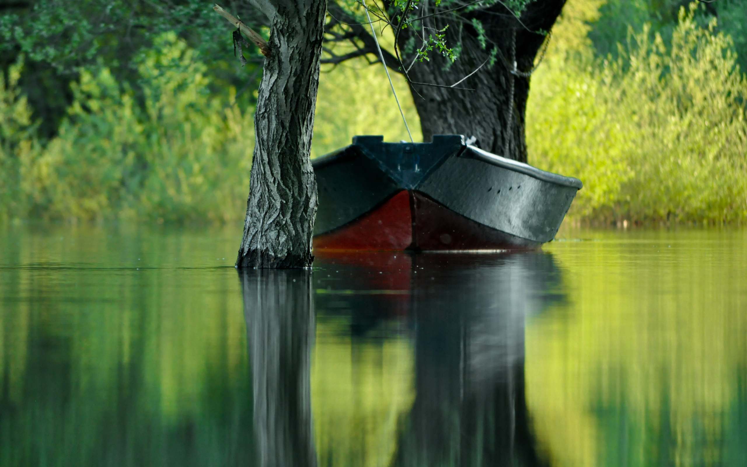 картинки лес лодки