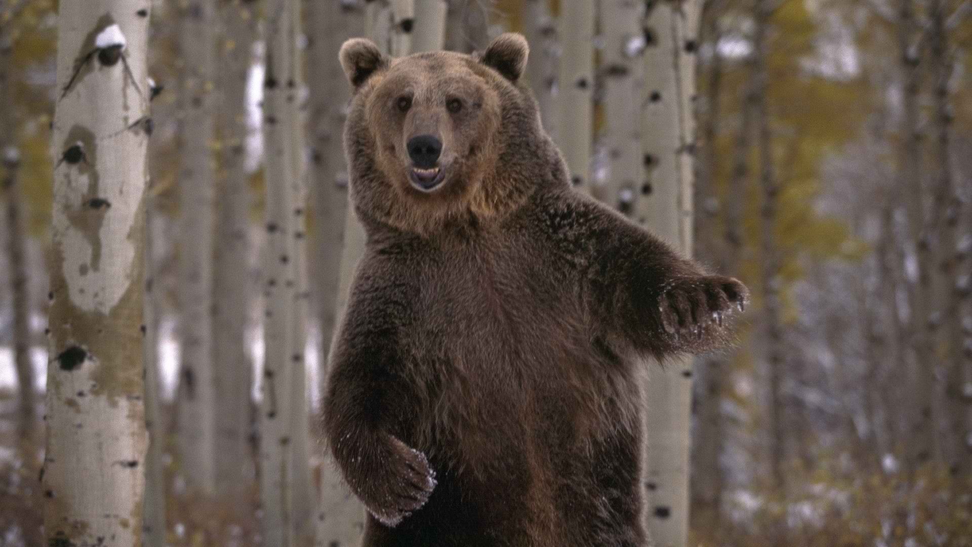Медведь с балалайкой