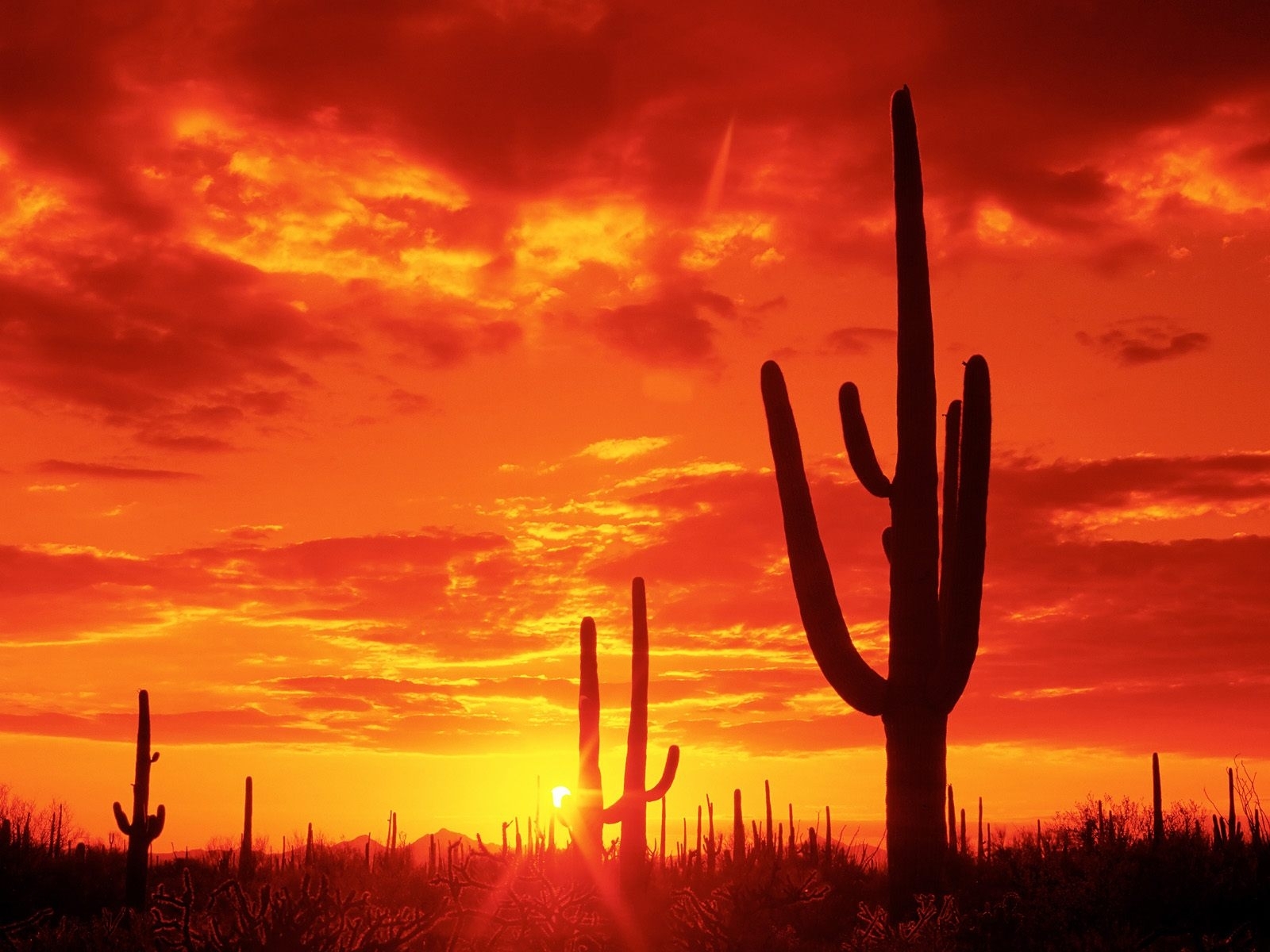 landscape, cactuses, sunset, sky, sun, red Phone Background