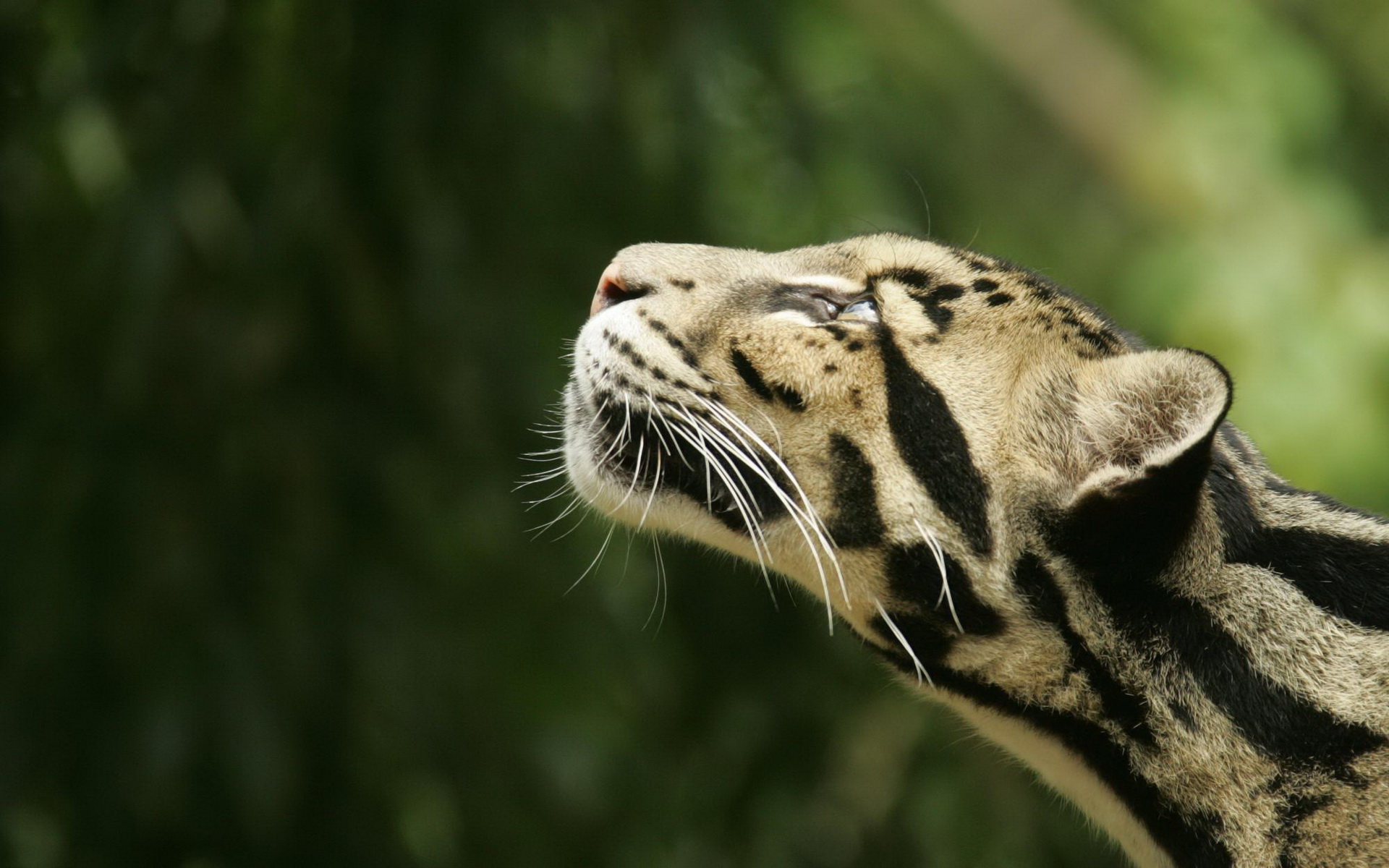 294438 скачать картинку животные, дымчатый леопард, кошки - обои и заставки бесплатно