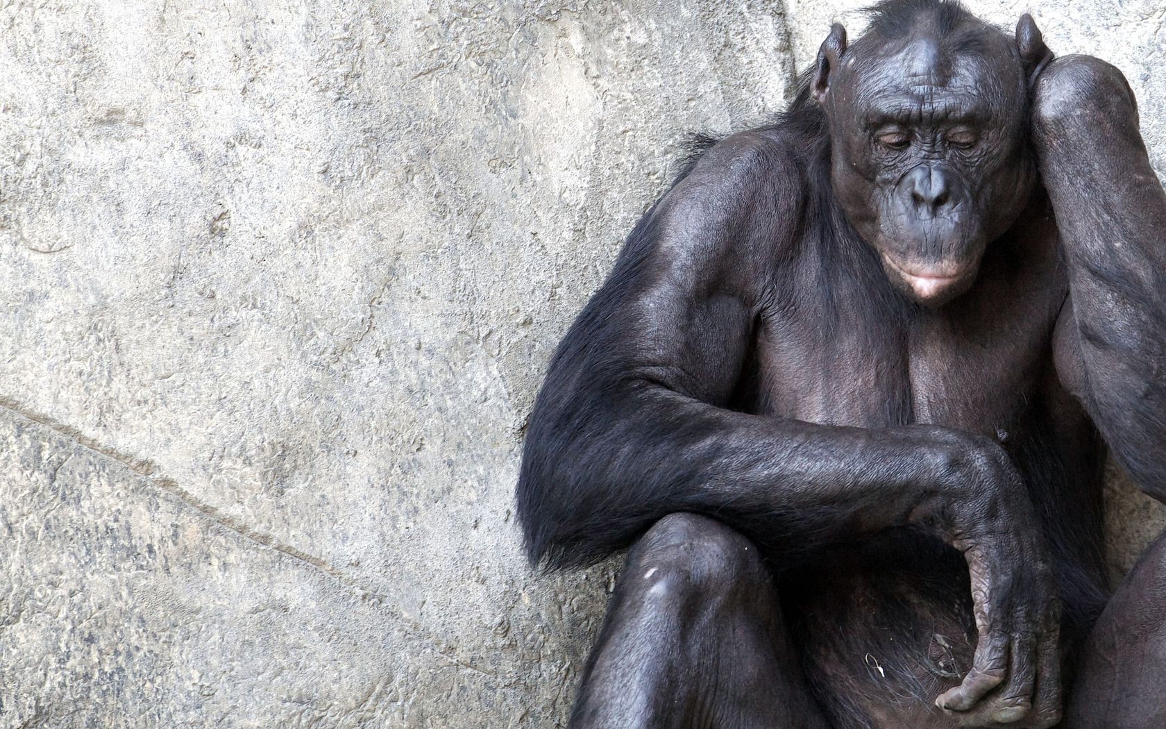72258 Bildschirmschoner und Hintergrundbilder Schimpansen auf Ihrem Telefon. Laden Sie  Bilder kostenlos herunter