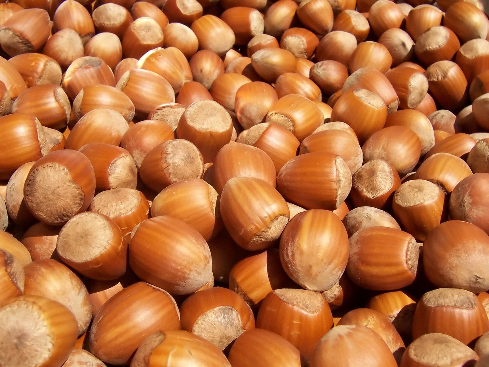 food, nuts, shell HD wallpaper