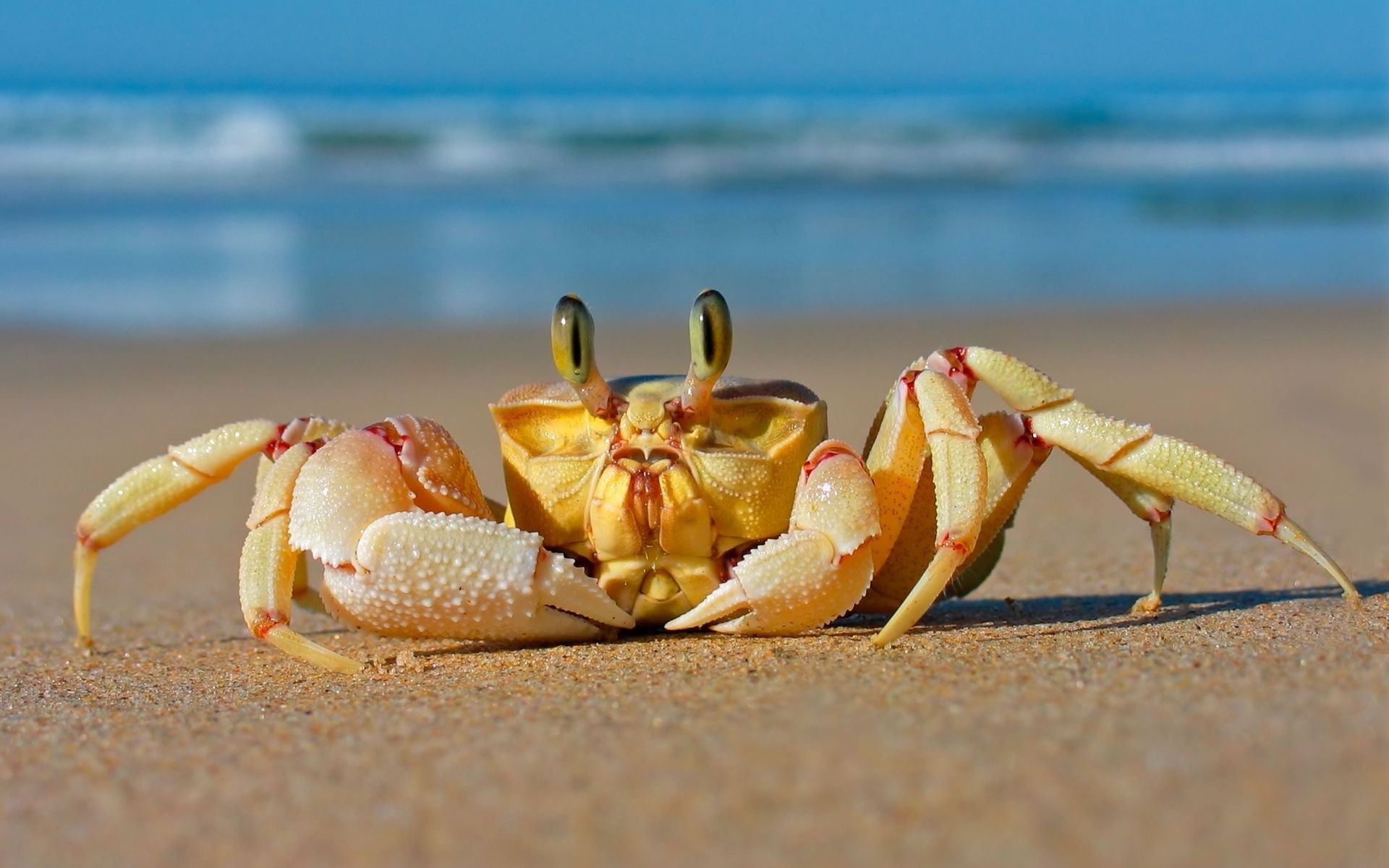 Laden Sie das Krabbe, Sand, Tiere, Sea, Strand-Bild kostenlos auf Ihren PC-Desktop herunter