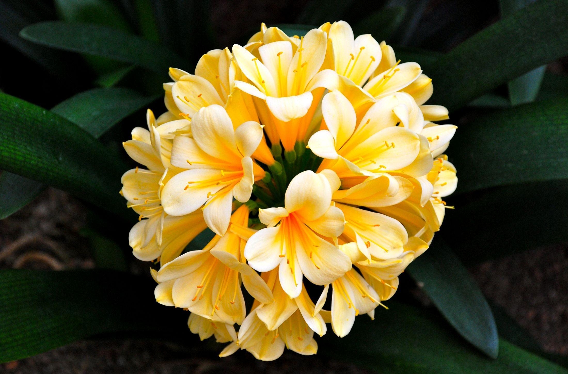 Téléchargez gratuitement l'image Clivia, Fleurs, Feuilles, Floraison, Fleur sur le bureau de votre PC
