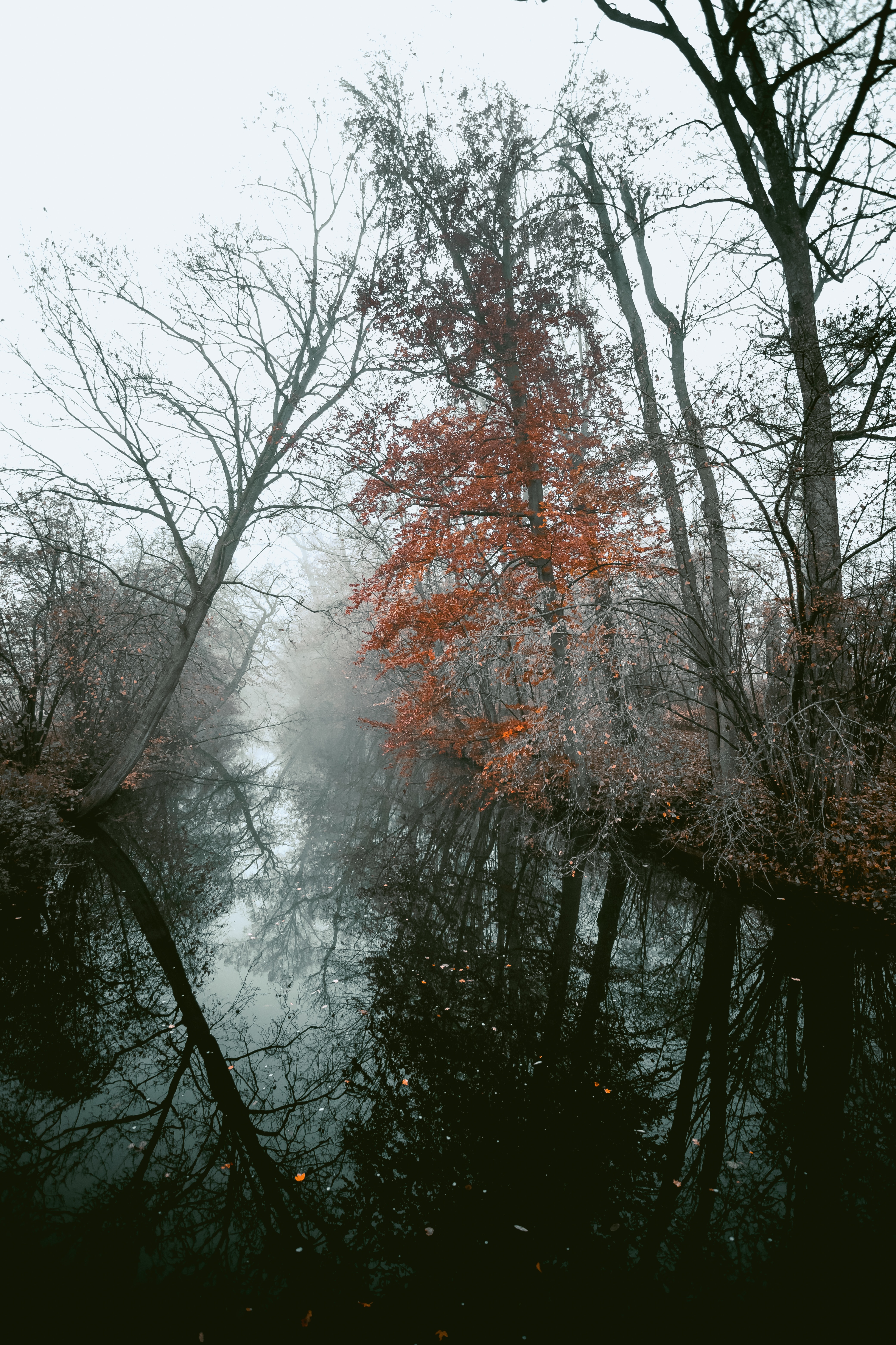 Free download wallpaper Trees, Fog, Nature, Rivers, Autumn, Landscape on your PC desktop