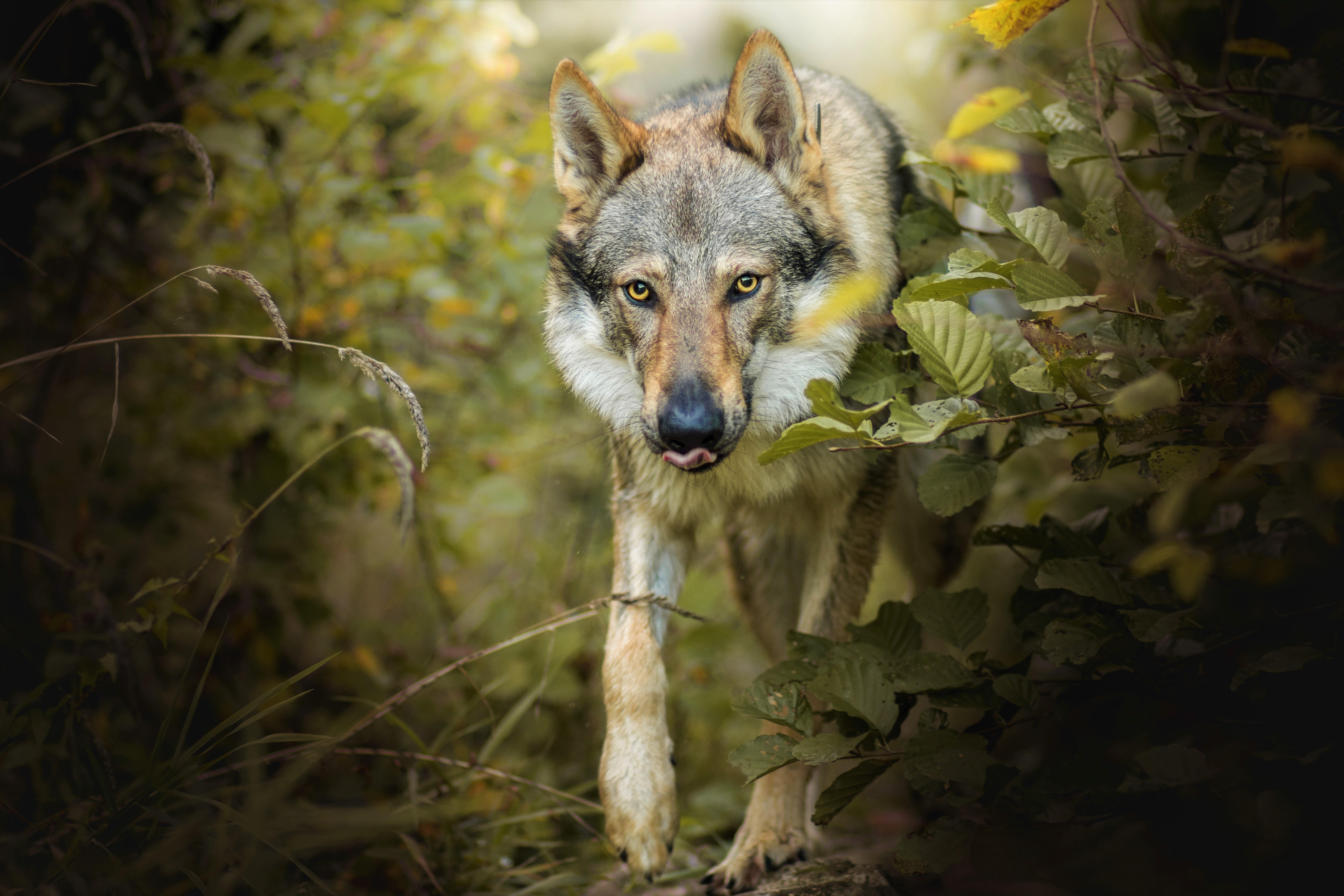 animal, gray wolf, wolves for android