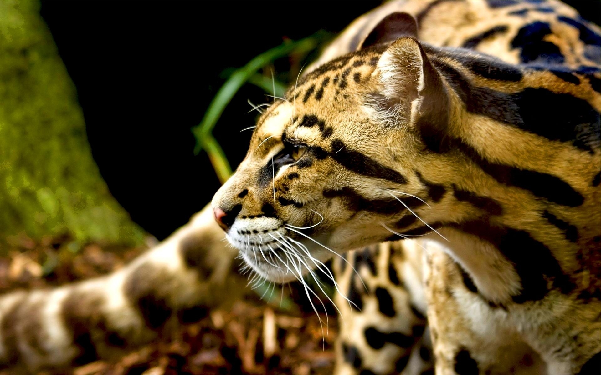 27539 Hintergrundbild herunterladen tiere, geparden - Bildschirmschoner und Bilder kostenlos
