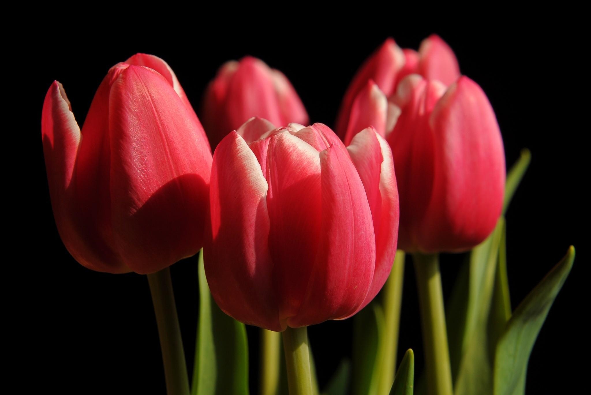 tulips, black background, flowers, close up, buds, spring