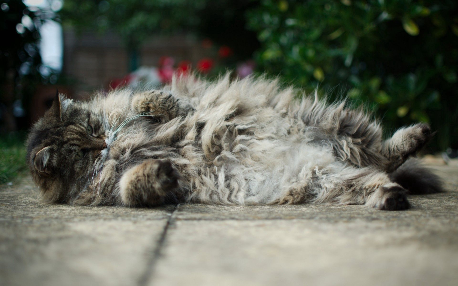 wallpapers animals, cat, fluffy, to lie down, lie, fat, thick, playful