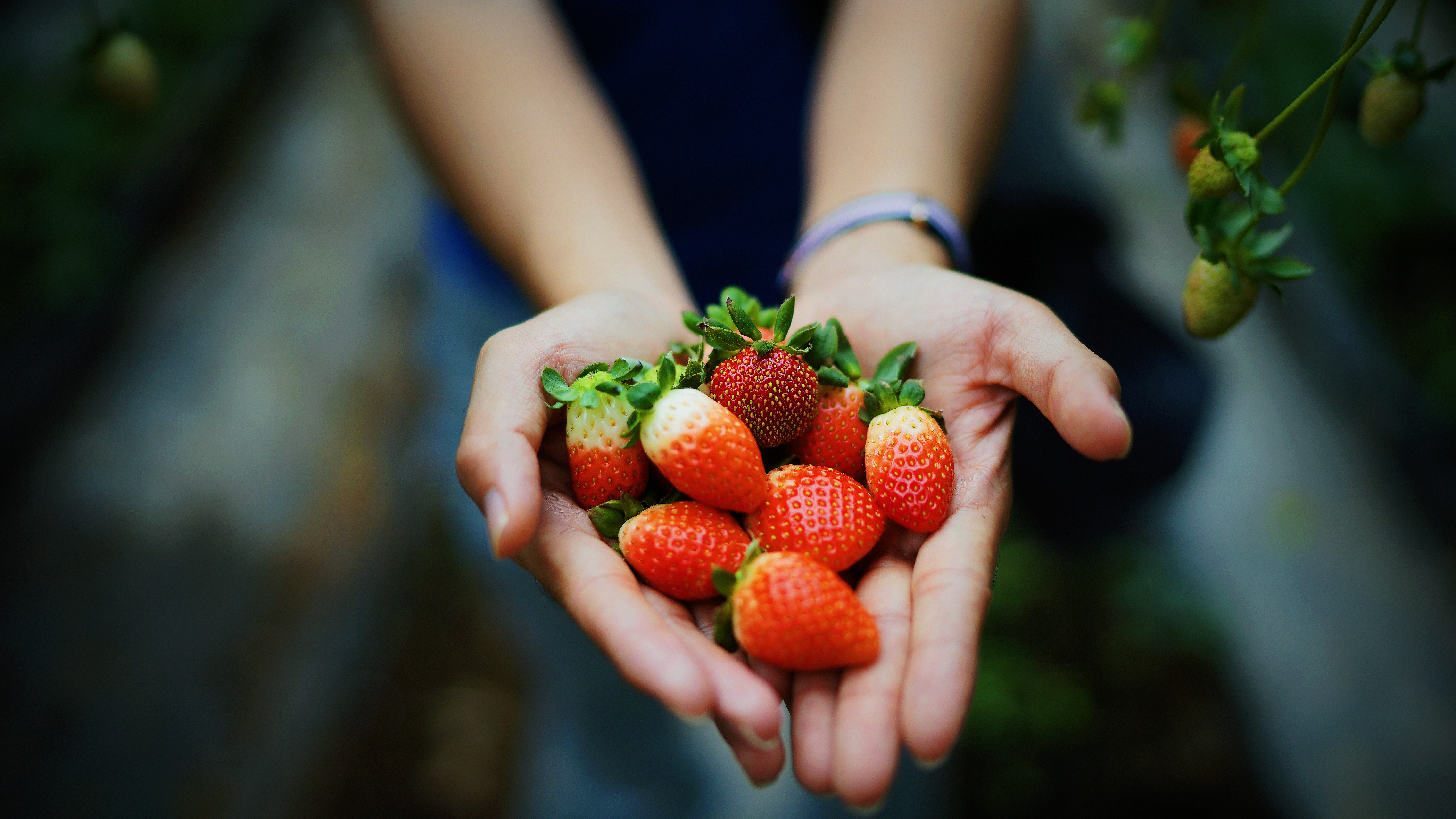 Laden Sie das Lebensmittel, Berries, Hände, Reif, Saftig, Erdbeere, Sommer-Bild kostenlos auf Ihren PC-Desktop herunter