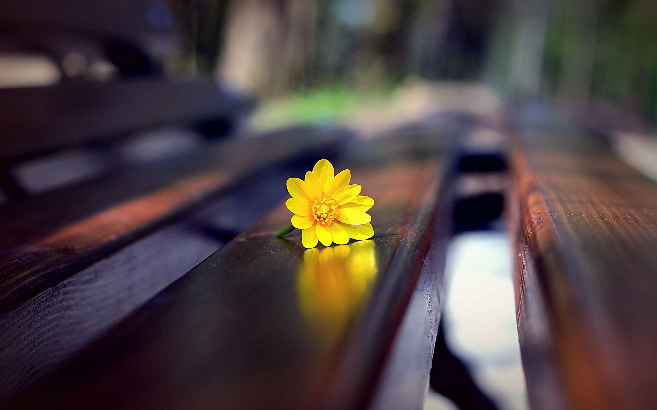 bench, flower, macro