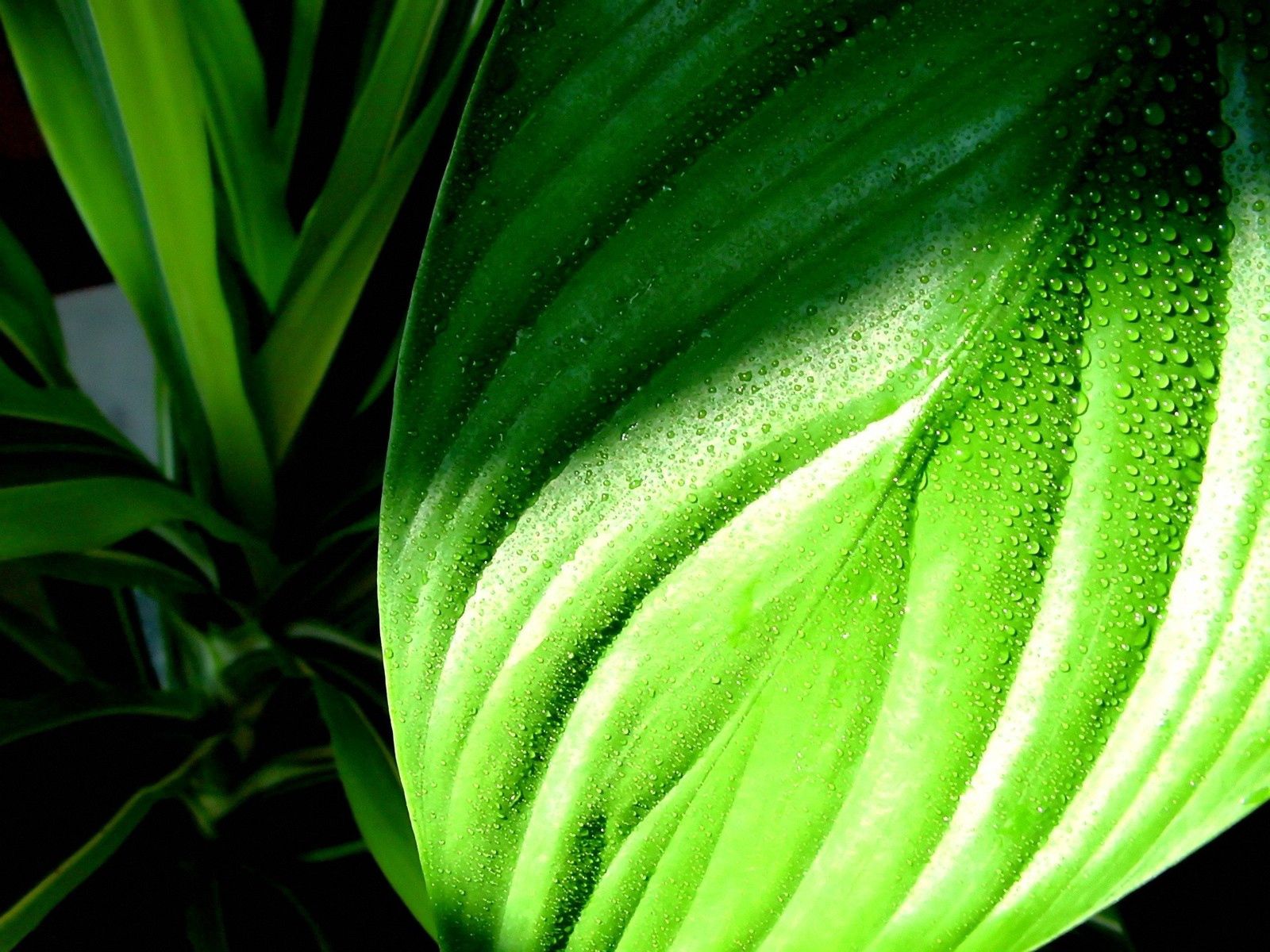 grass, drops, macro, wet, sheet, leaf, dew, humid, plantain Full HD