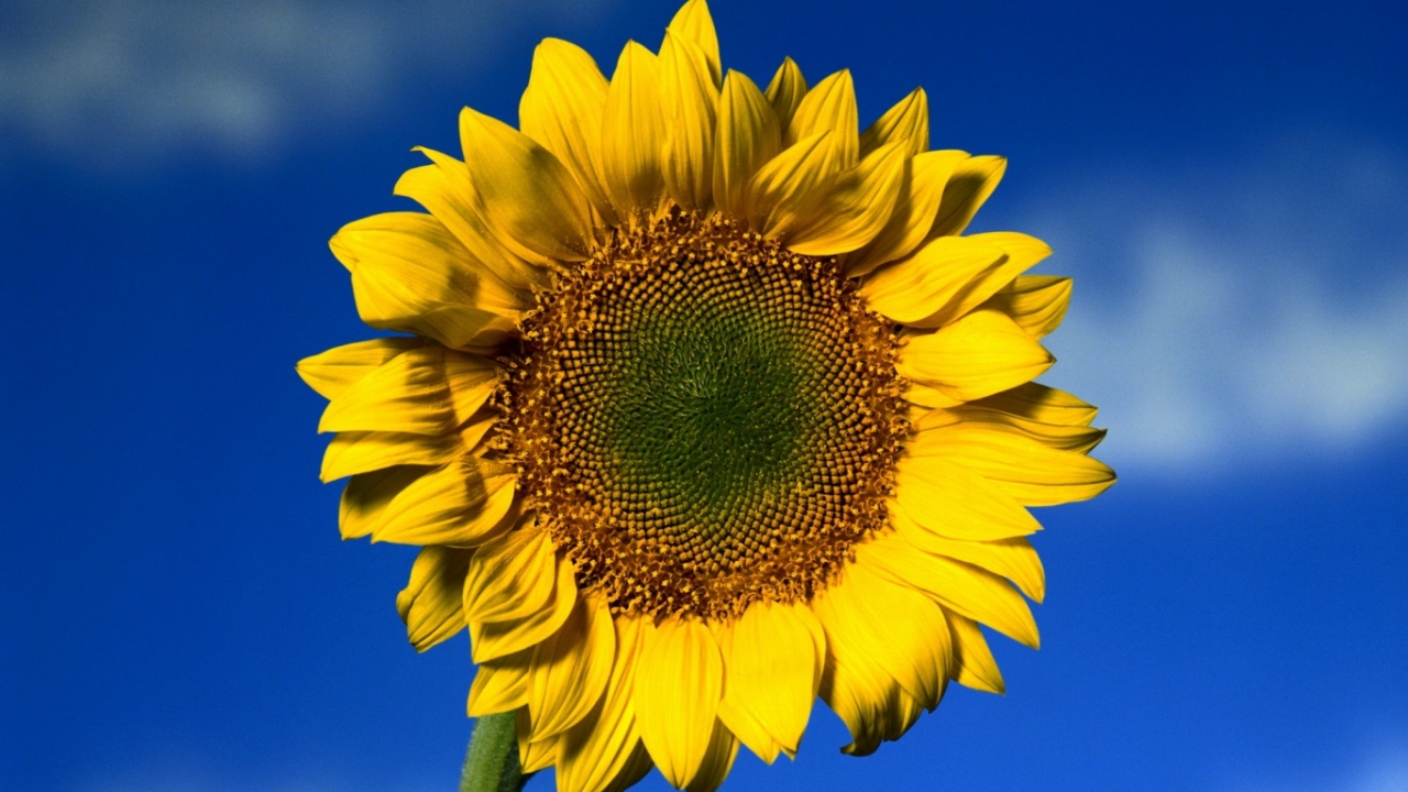 Download mobile wallpaper Plants, Flowers, Sunflowers for free.