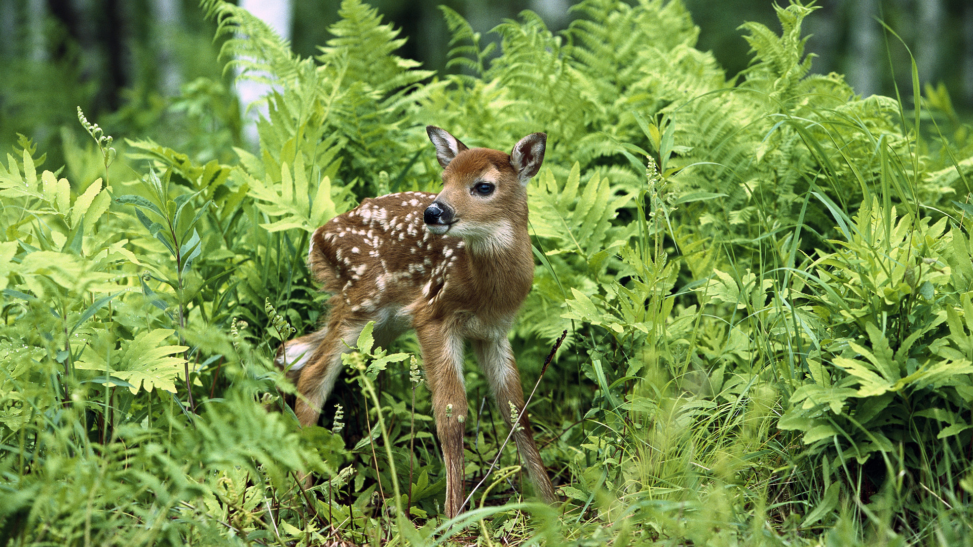Download mobile wallpaper Deers, Animals for free.