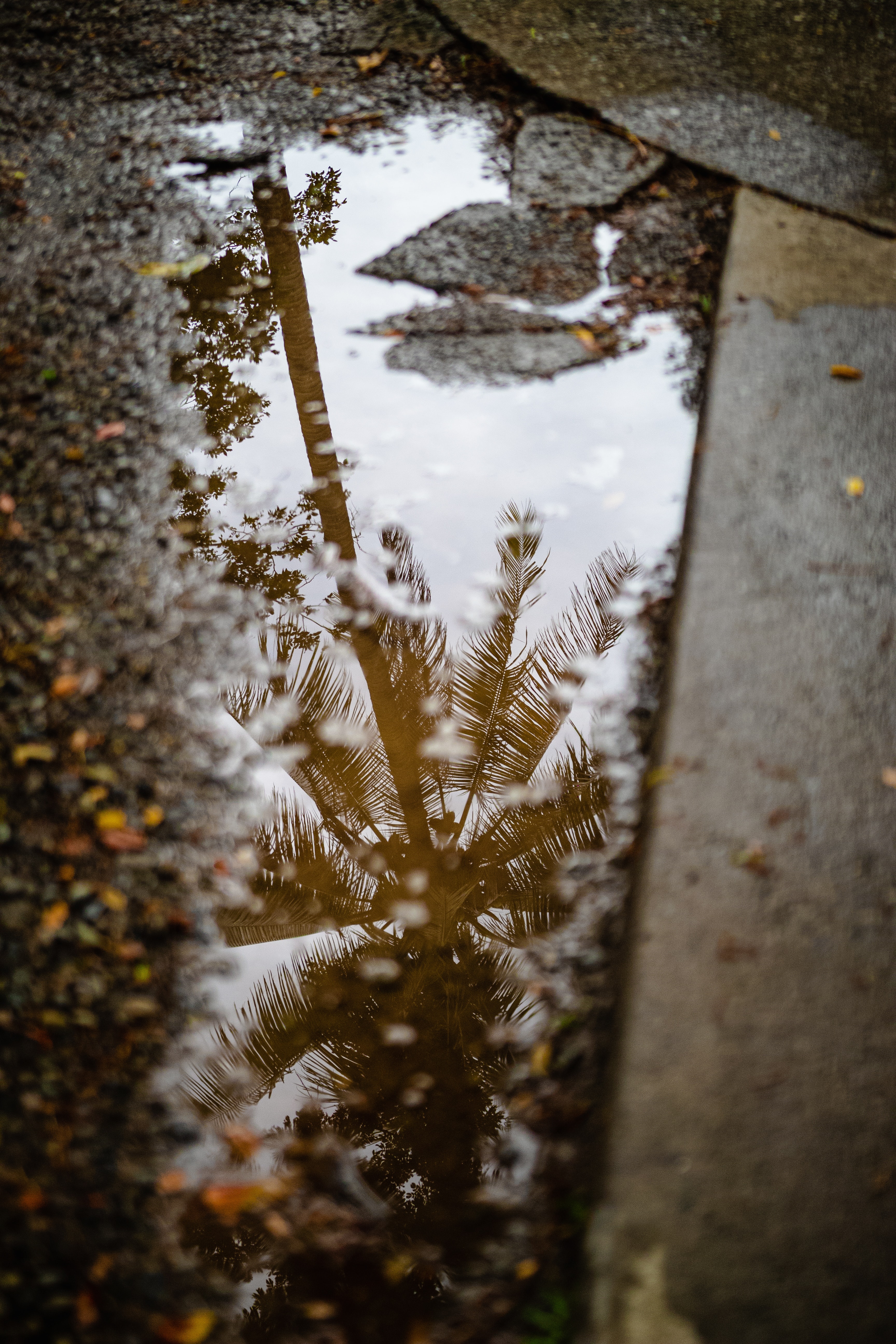 Download mobile wallpaper Reflection, Miscellanea, Tree, Miscellaneous, Wood, Asphalt, Palm for free.