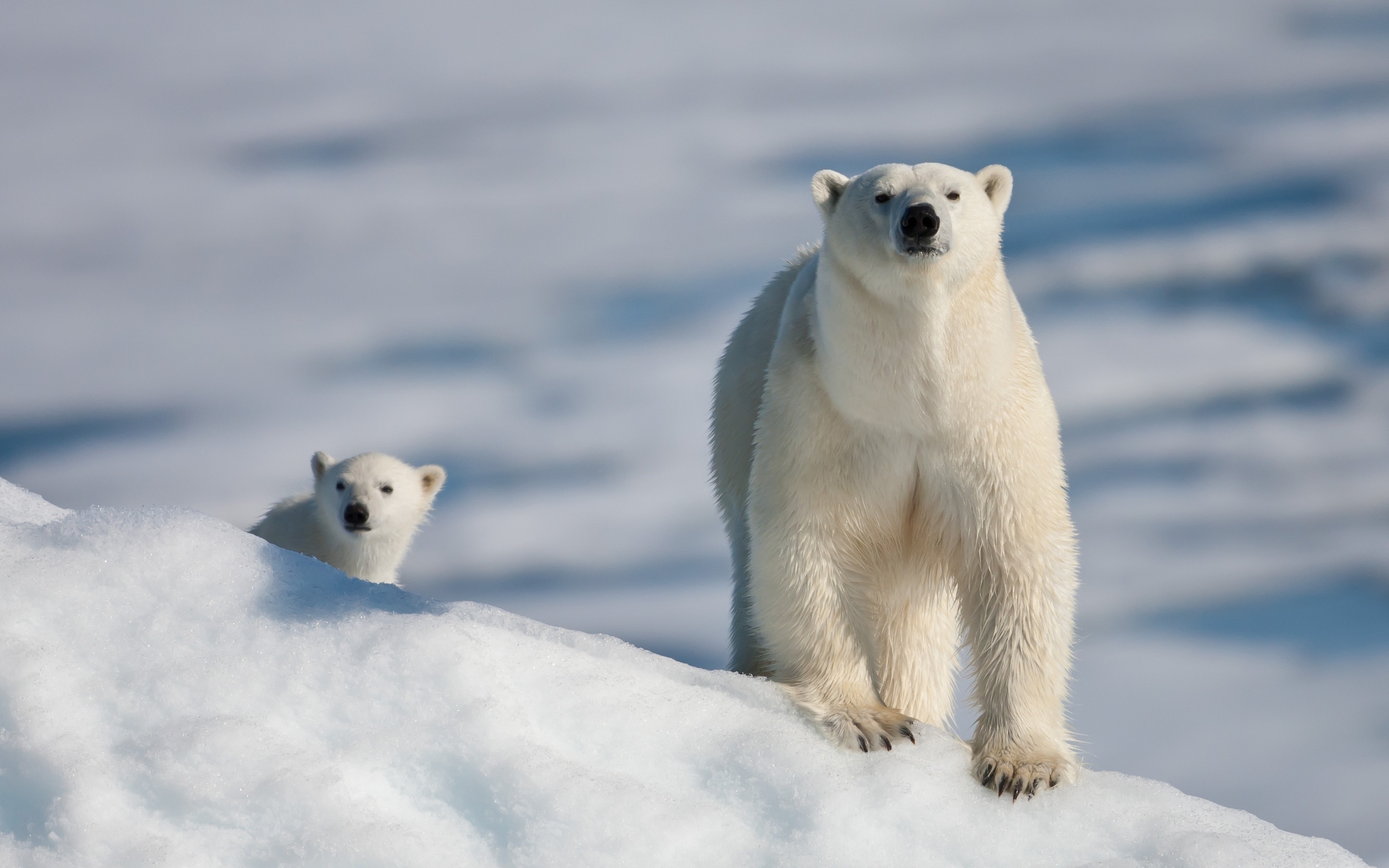 Download mobile wallpaper Animals, Winter, Bears for free.