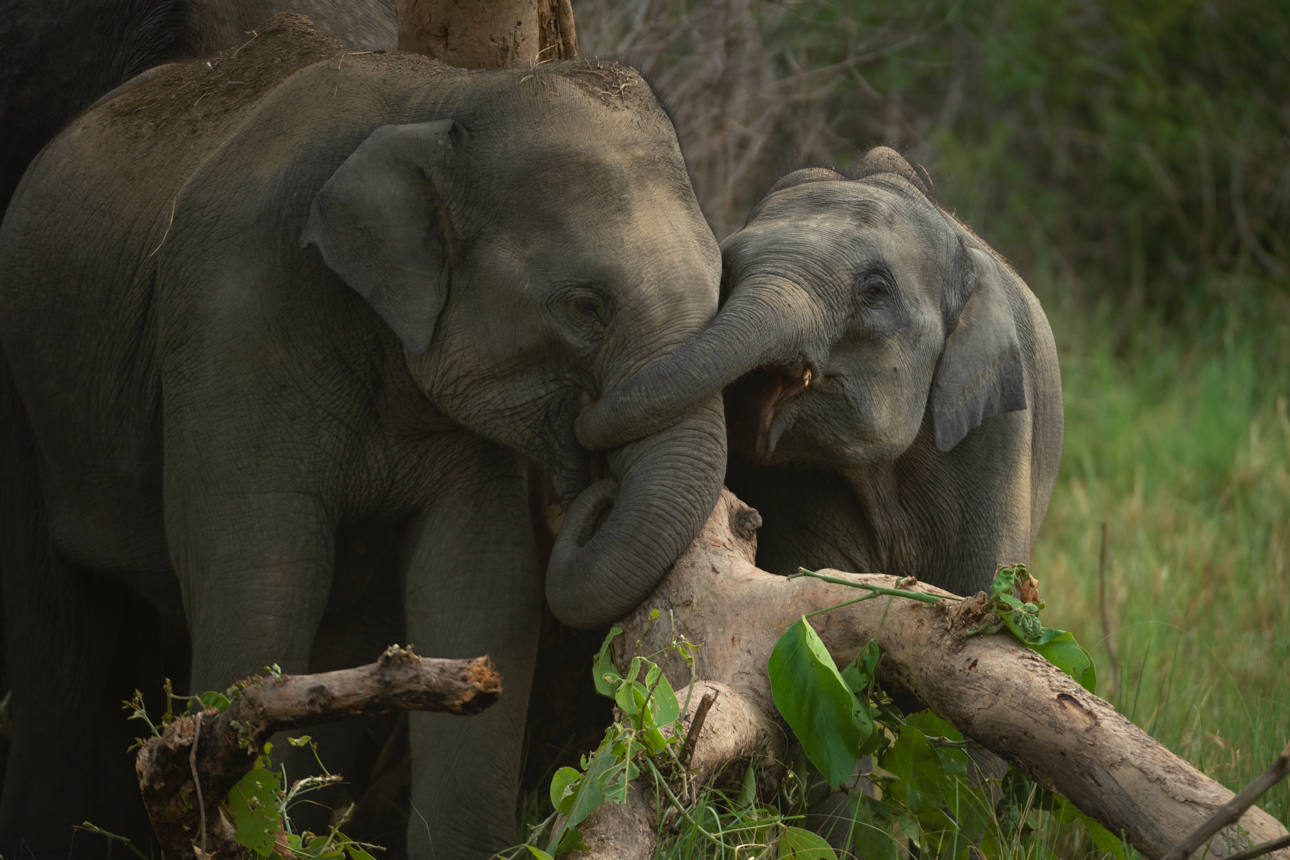 Как спят слоны в природе фото