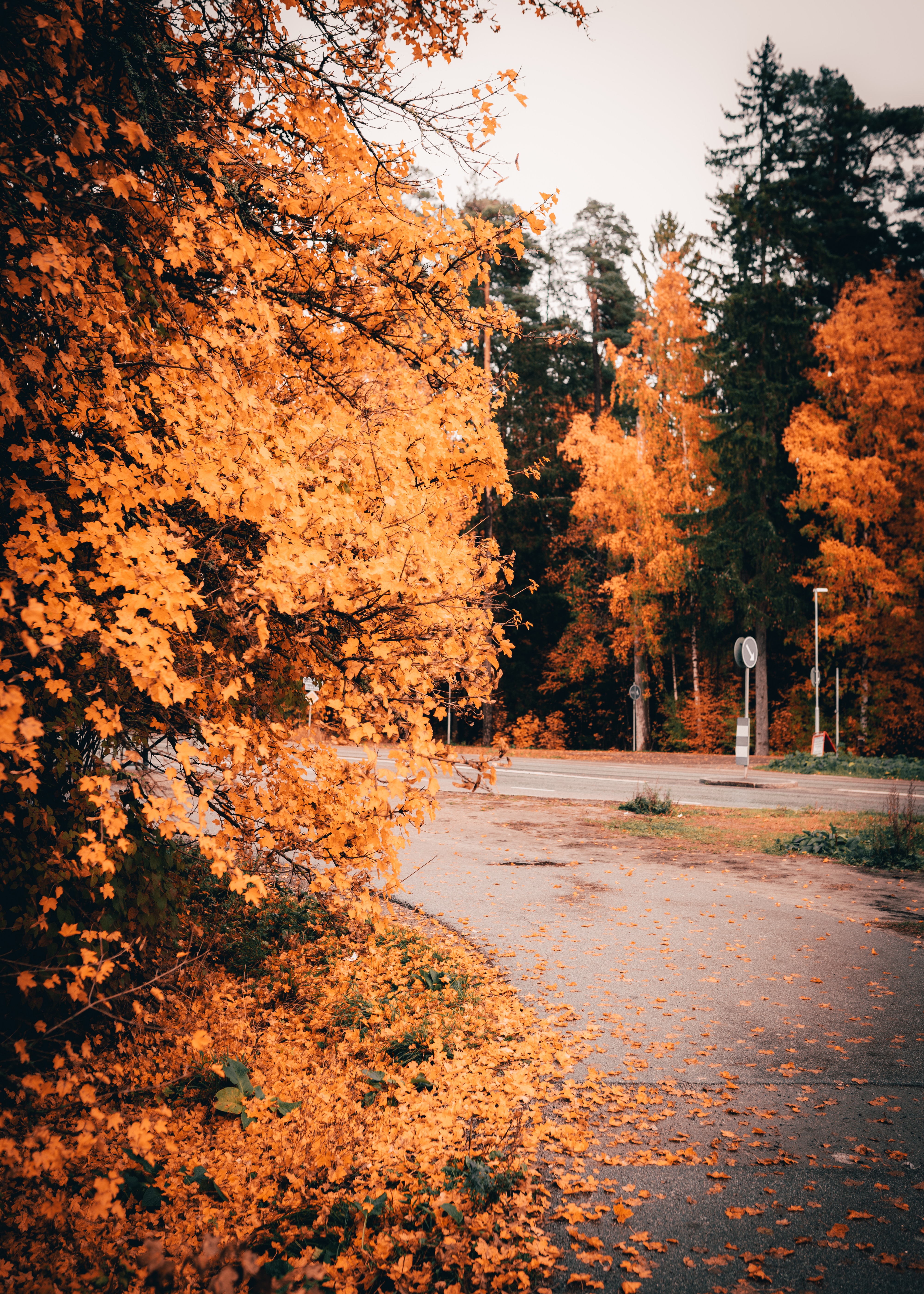 foliage, nature, autumn, trees, yellow, road phone background