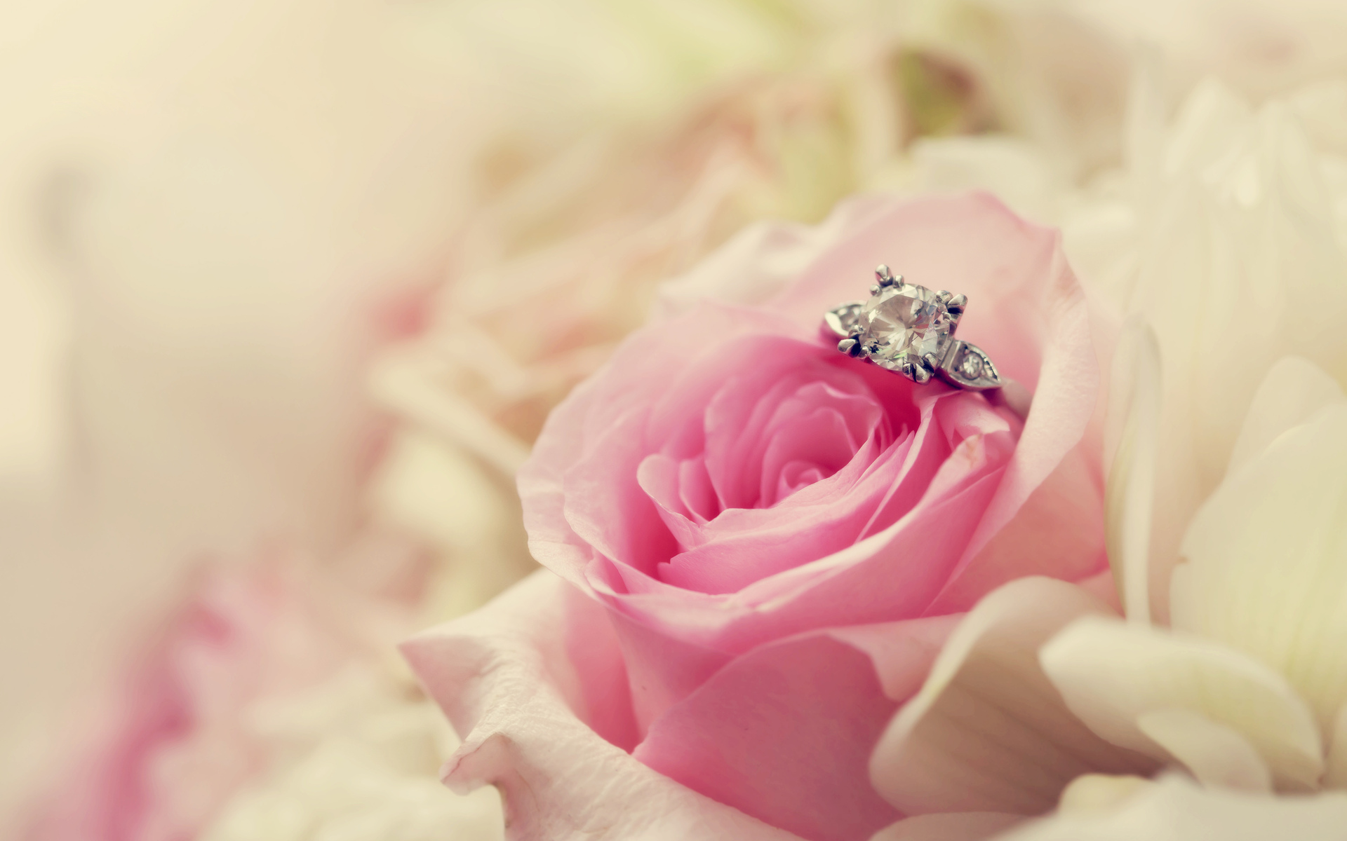holiday, wedding, flower, ring