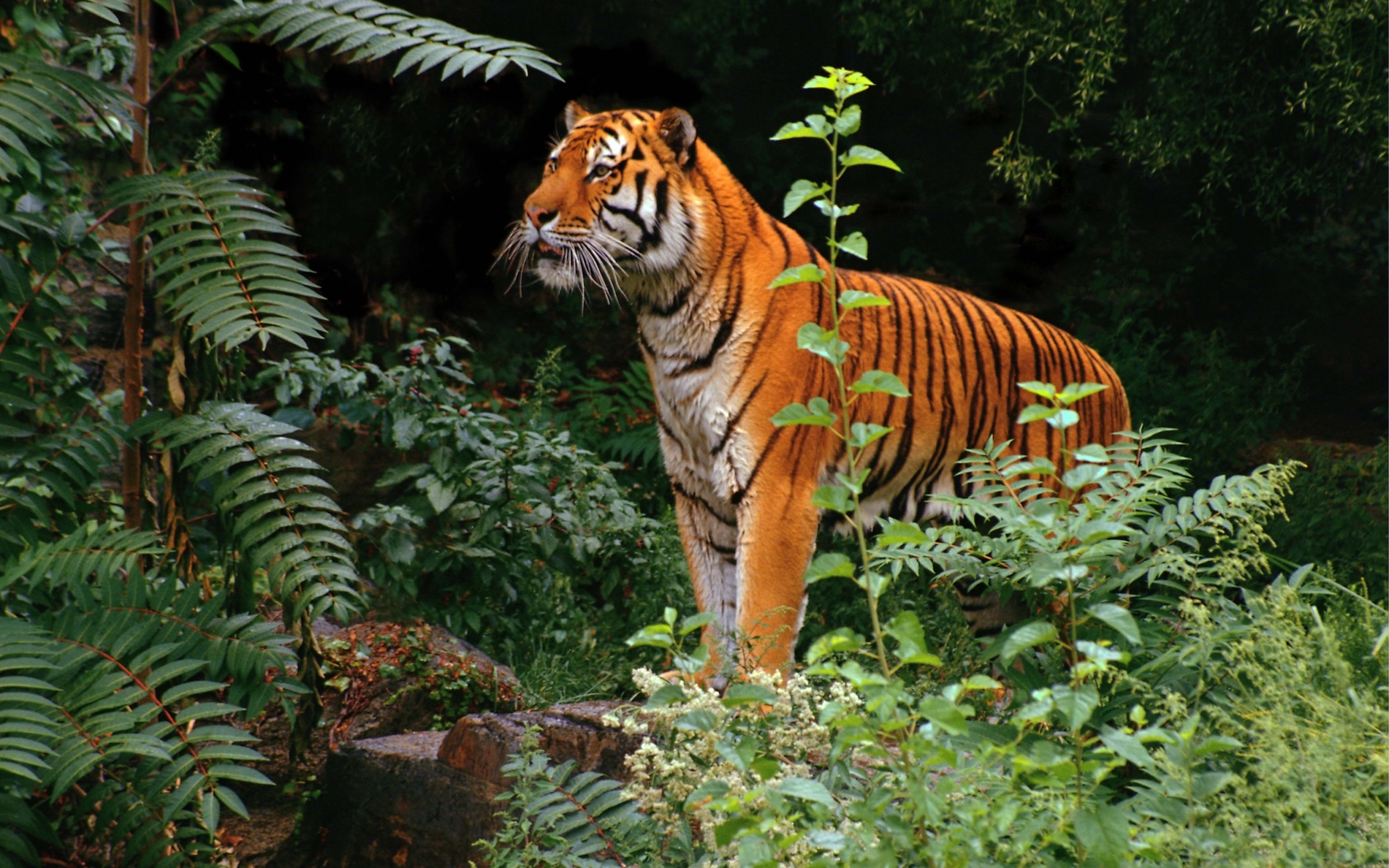 49657 Hintergrundbild herunterladen tigers, tiere - Bildschirmschoner und Bilder kostenlos