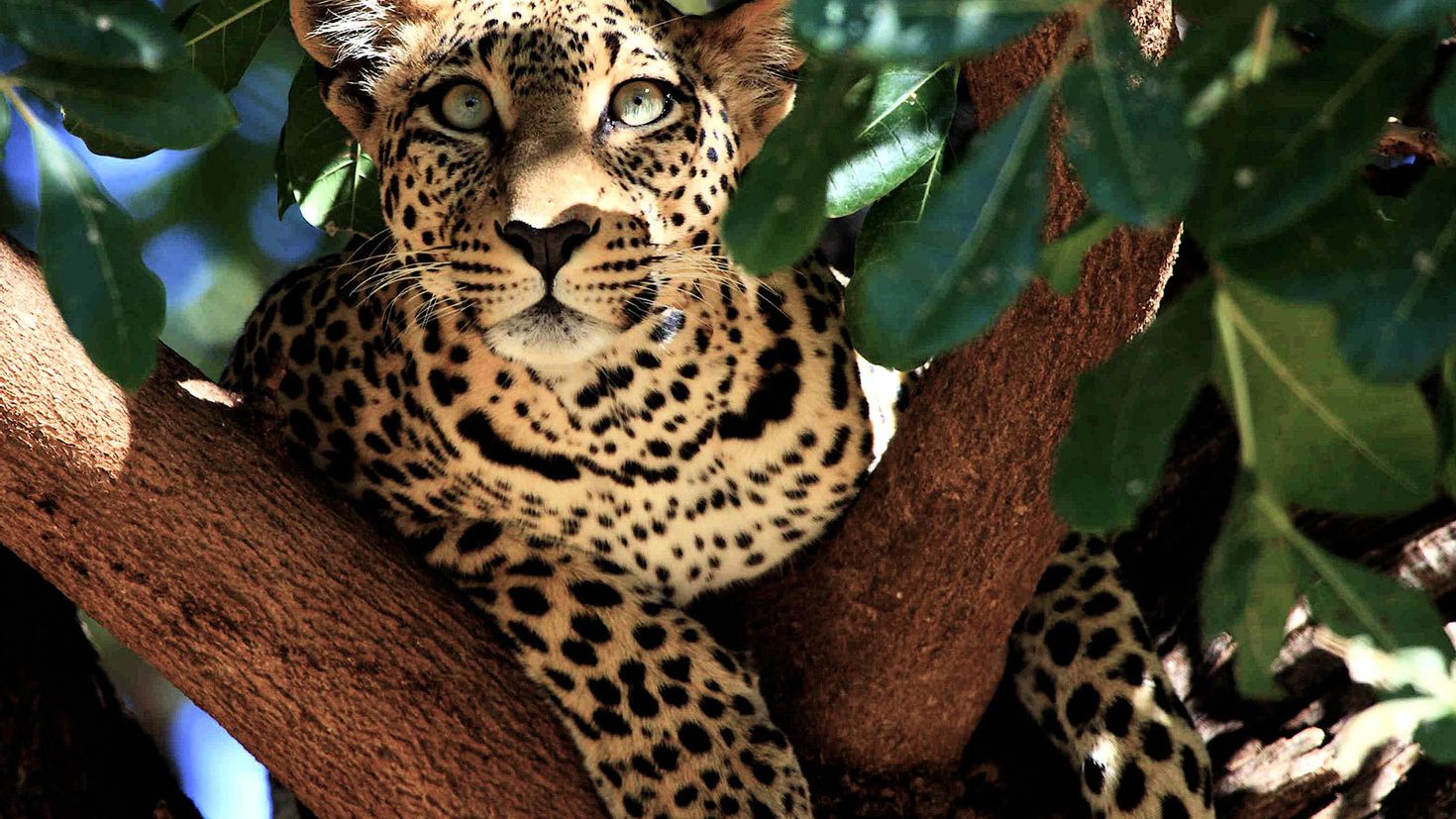 Красивейшие животные планеты. Индокитайский леопард. Берберийский леопард. Дымчатый леопард. Панарский леопард.