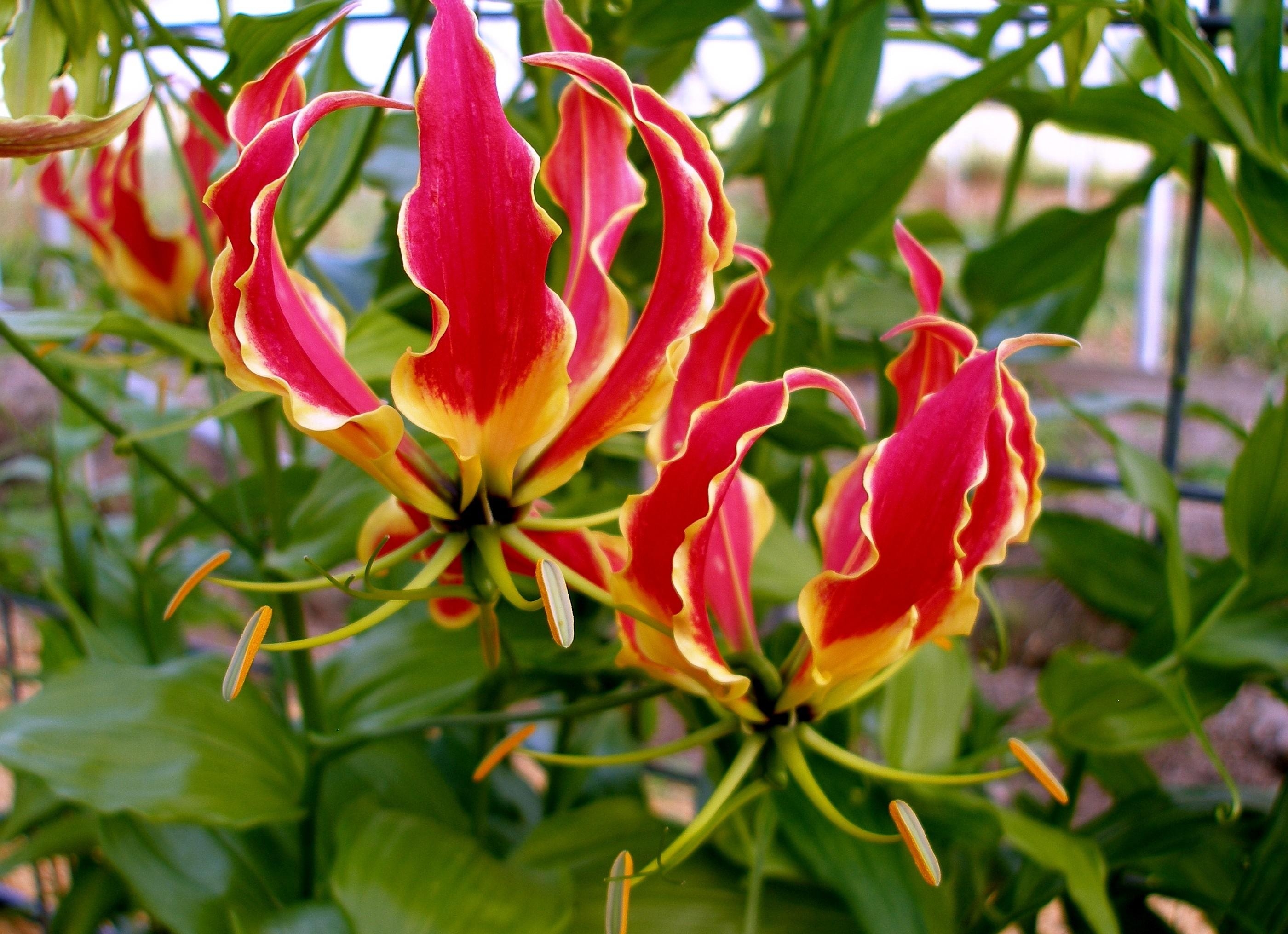 gloriosa, flowers, flower, close up, disbanded, stamens, glorioza, licentious
