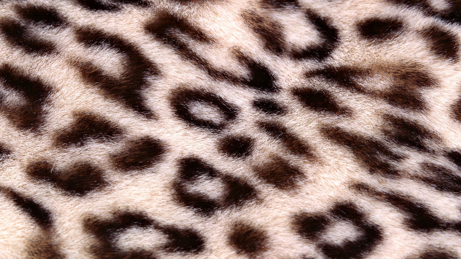 Download mobile wallpaper Spotty, Spotted, Leopard, Texture, Textures, Background for free.