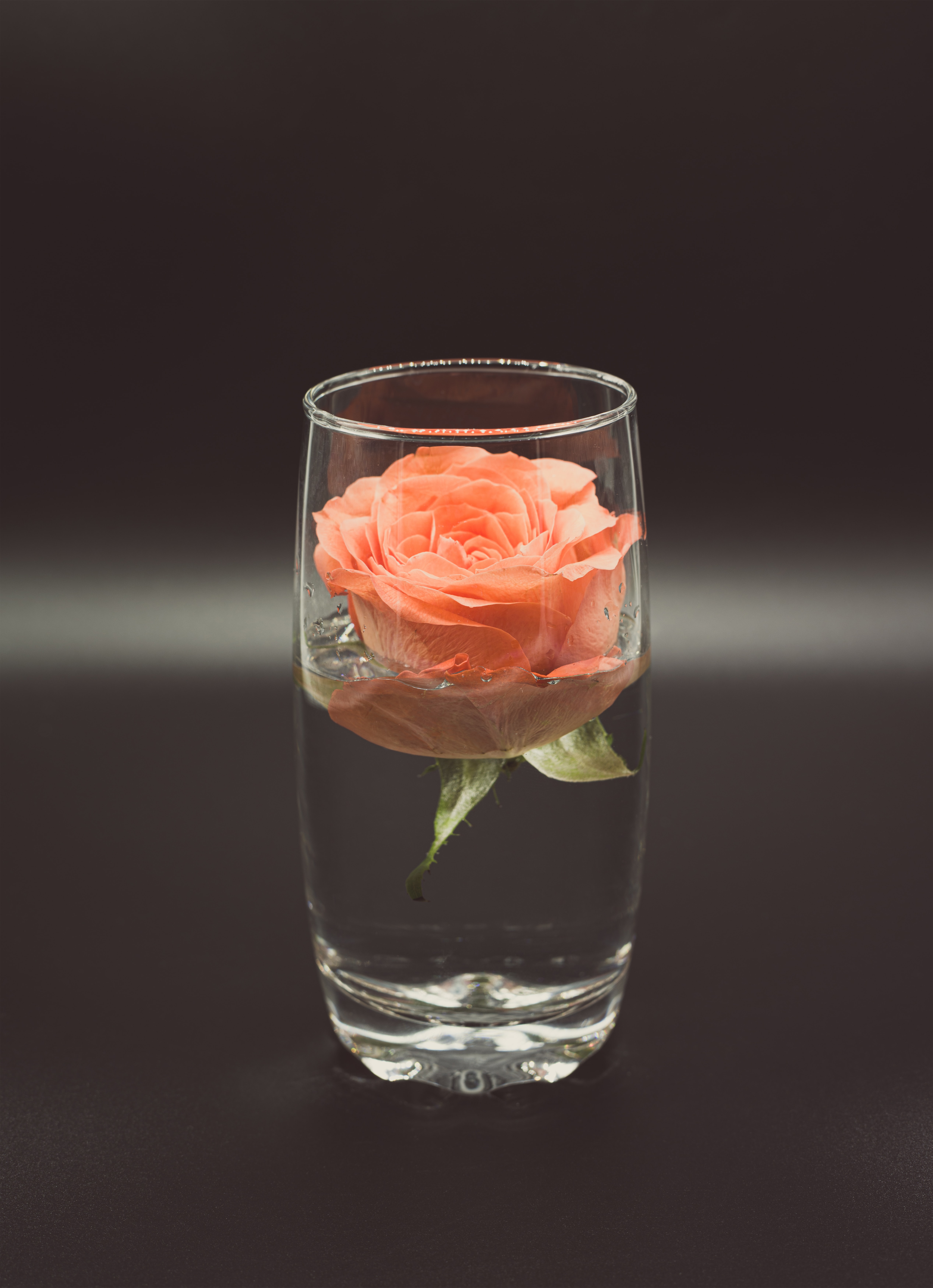rose flower, flowers, water, flower, rose, glass