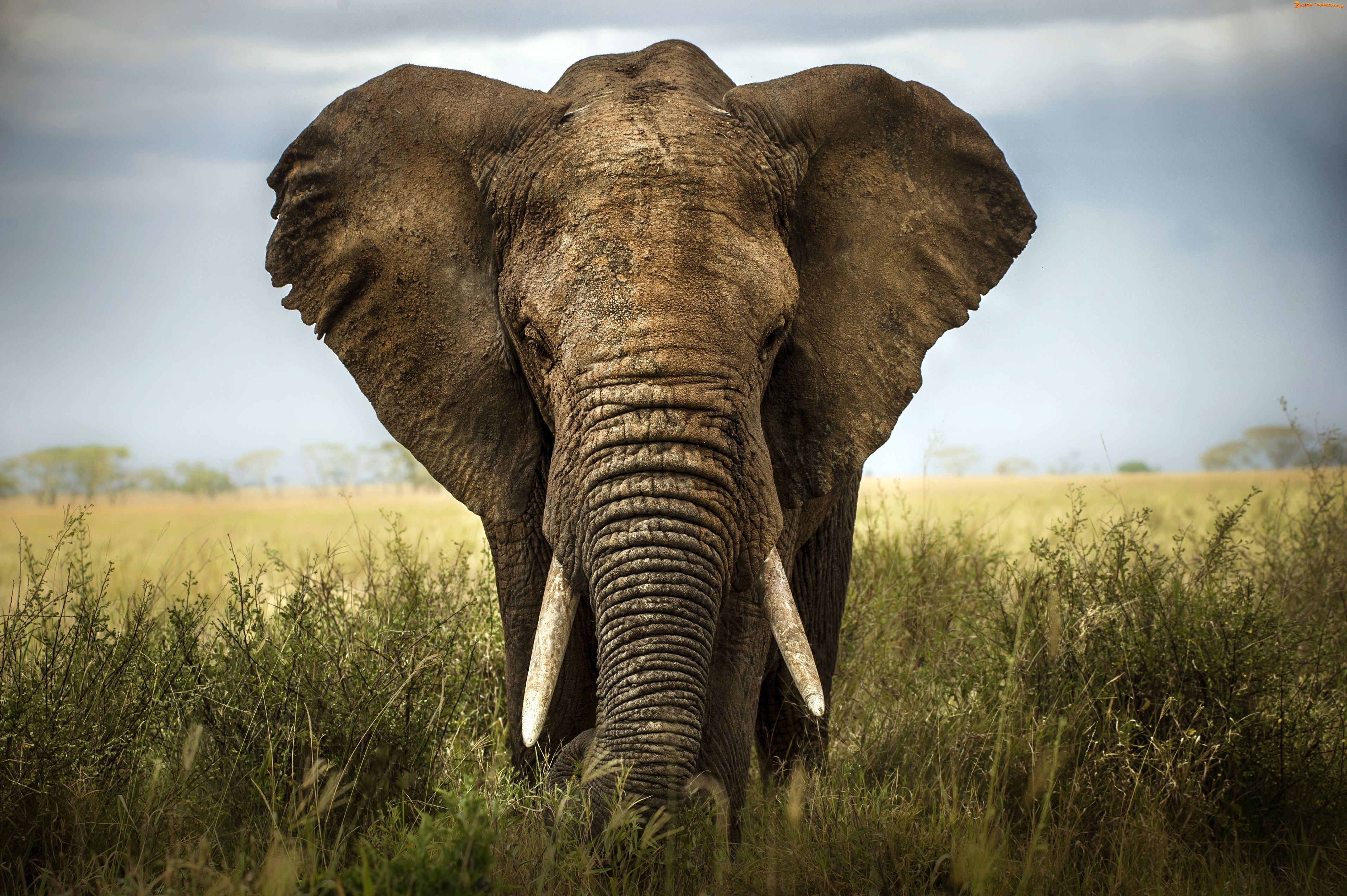 Животные Африки Африканский слон