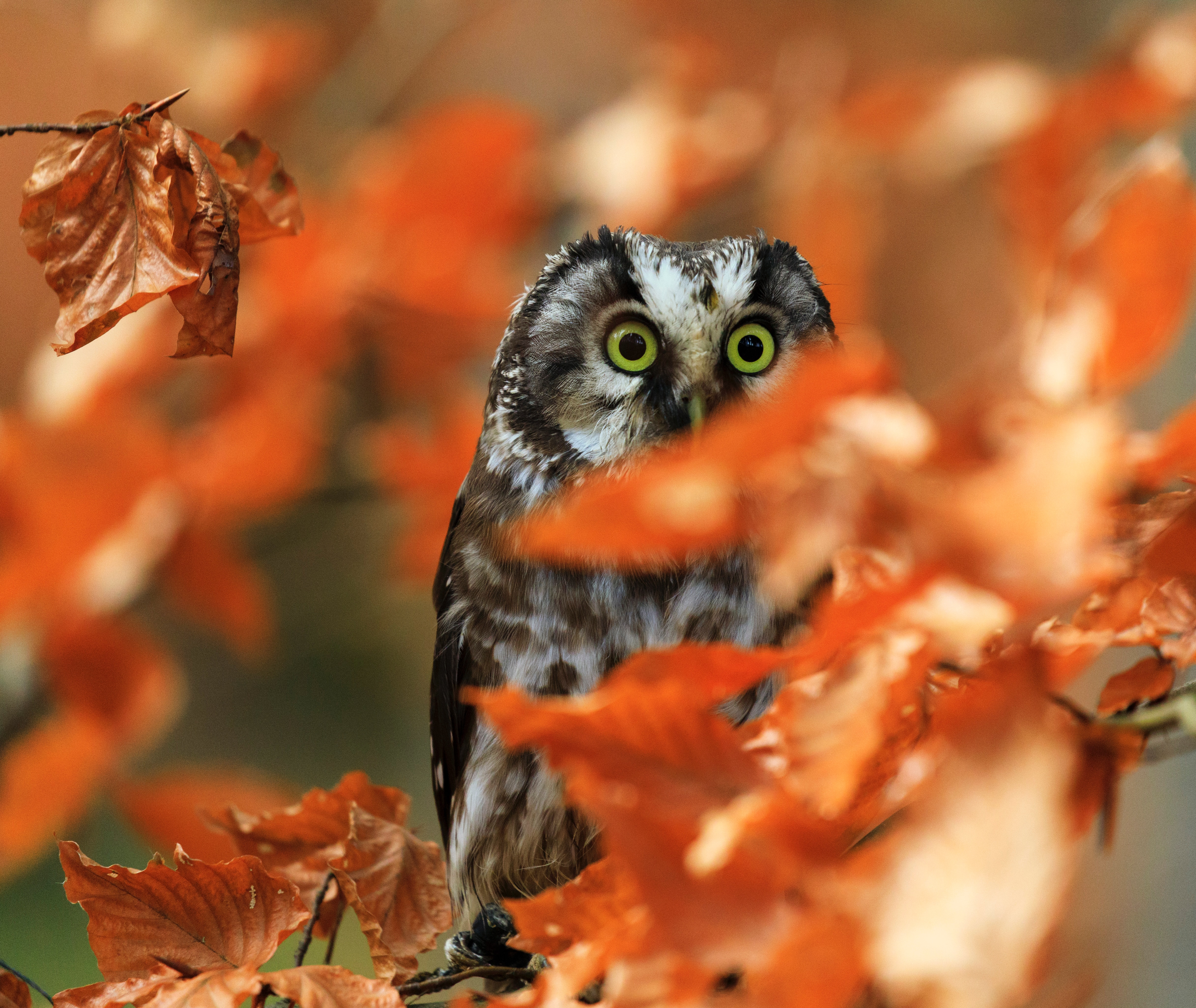 Download mobile wallpaper Sight, Opinion, Owl, Branch, Leaves, Bird, Animals for free.