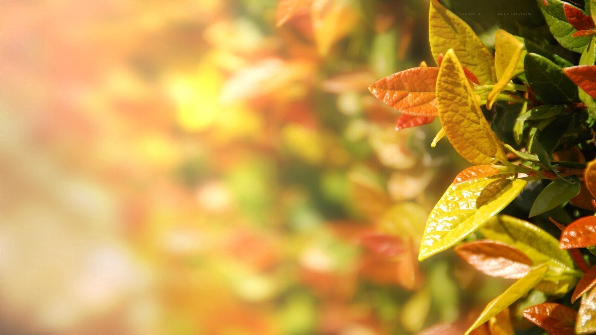 135040 descargar imagen otoño, hojas, macro, multicolor, abigarrado: fondos de pantalla y protectores de pantalla gratis