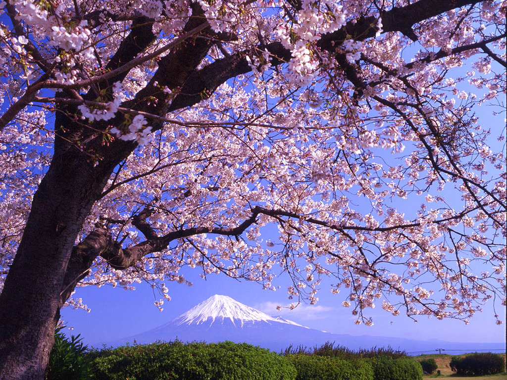 sakura, earth, tree HD wallpaper