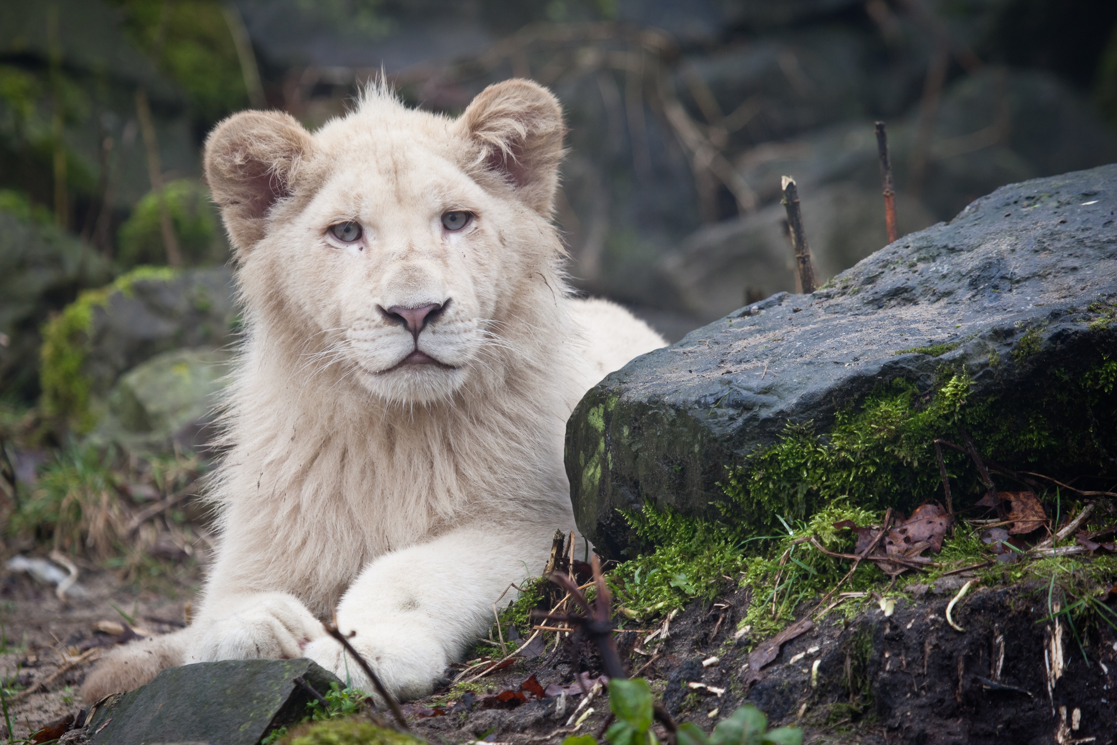616113 descargar imagen animales, león blanco: fondos de pantalla y protectores de pantalla gratis