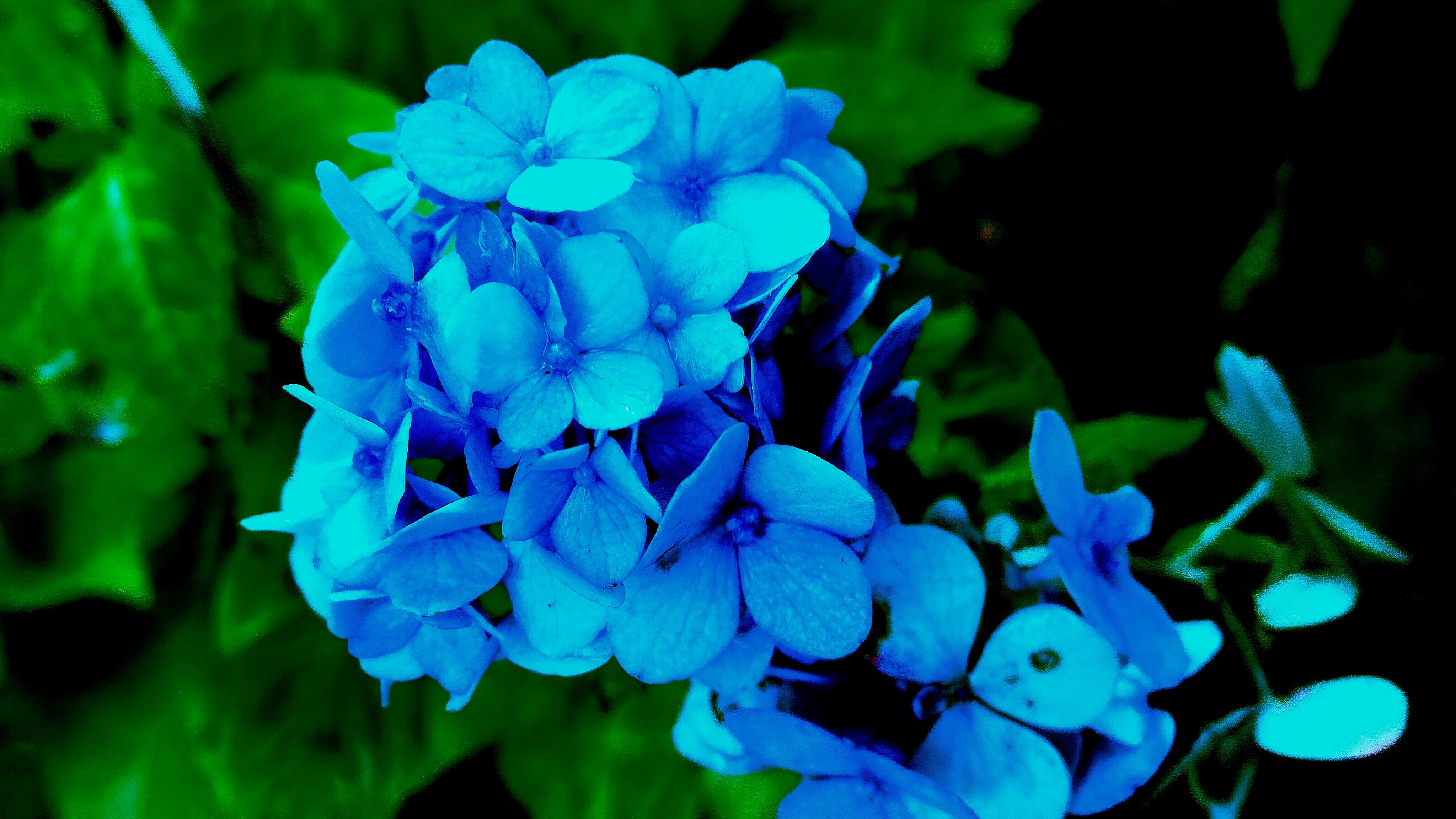 Laden Sie das Bush, Busch, Blütenblätter, Hortensie, Blumen-Bild kostenlos auf Ihren PC-Desktop herunter